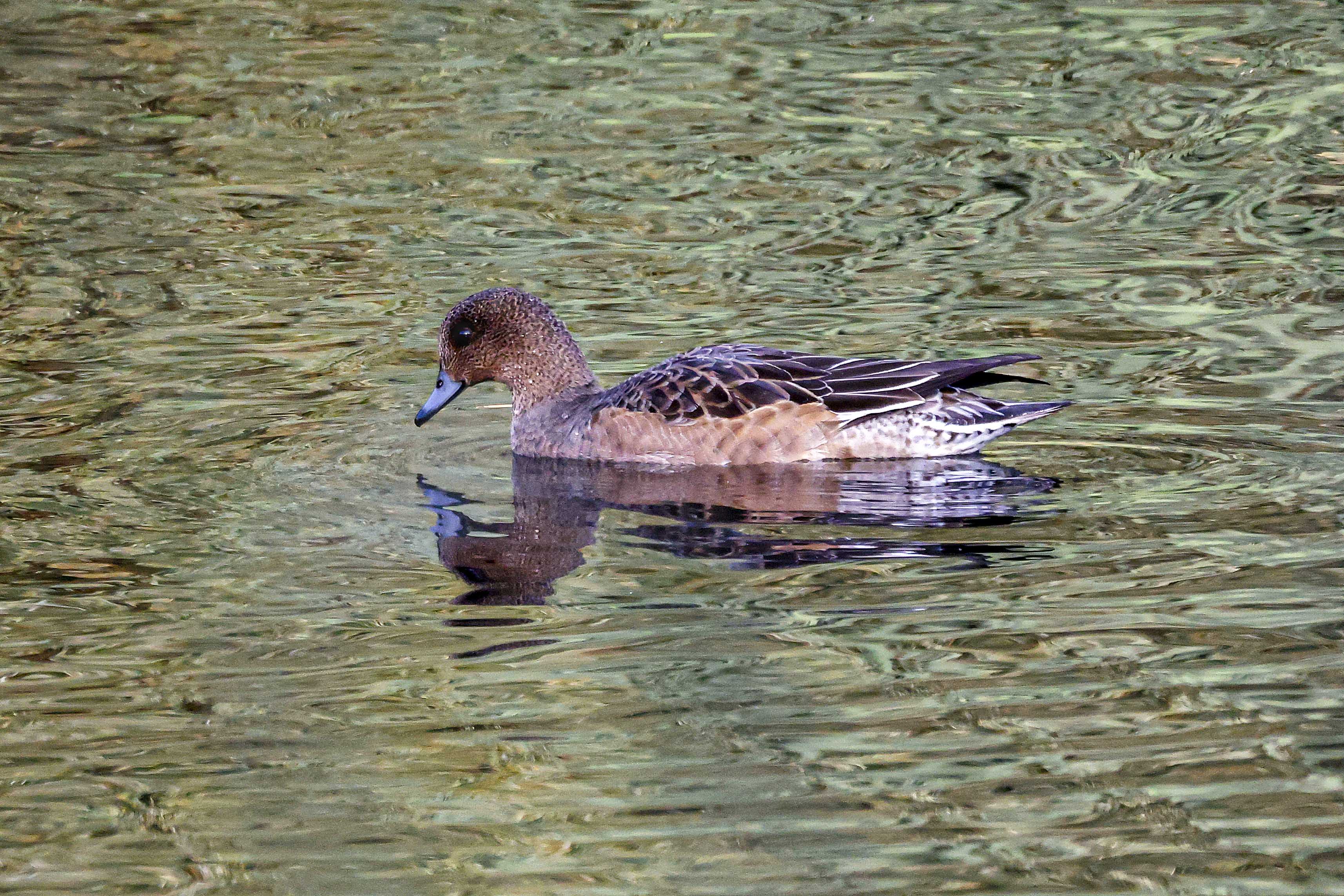 Świstun, Mareca penelope, Eurasian wigeon, Die Pfeifente, Свиязь