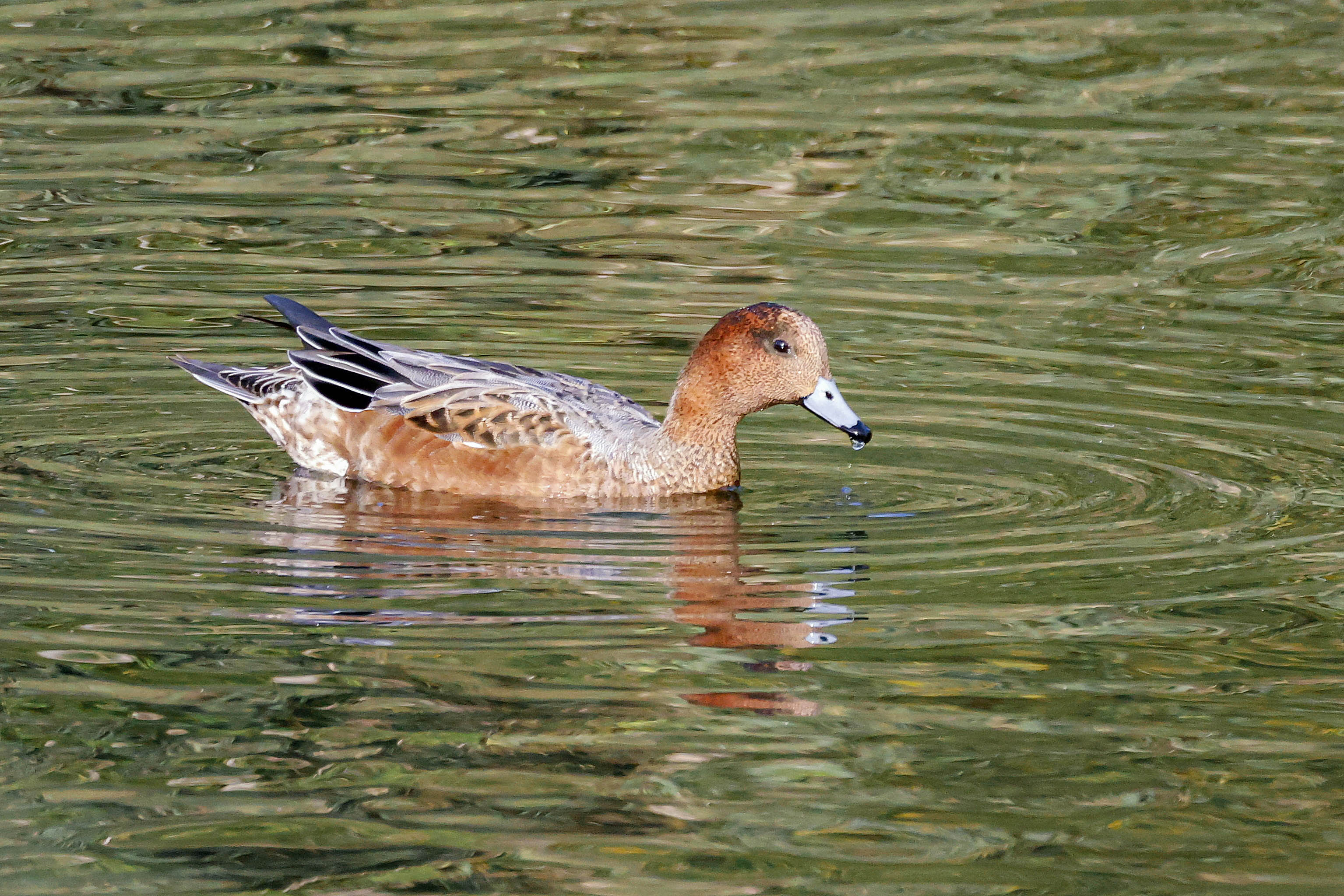 Świstun, Mareca penelope, Eurasian wigeon, Die Pfeifente, Свиязь