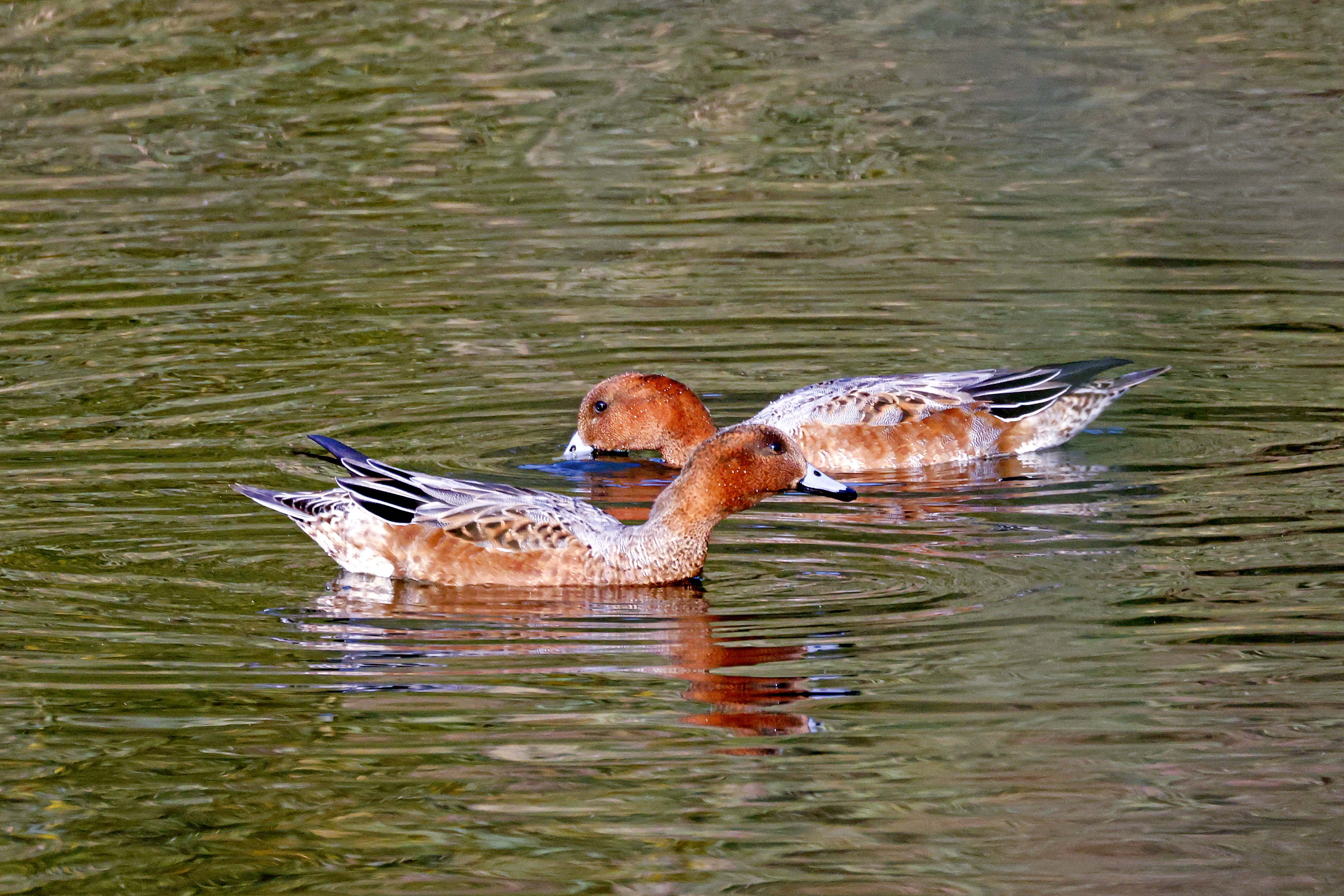 Świstun, Mareca penelope, Eurasian wigeon, Die Pfeifente, Свиязь