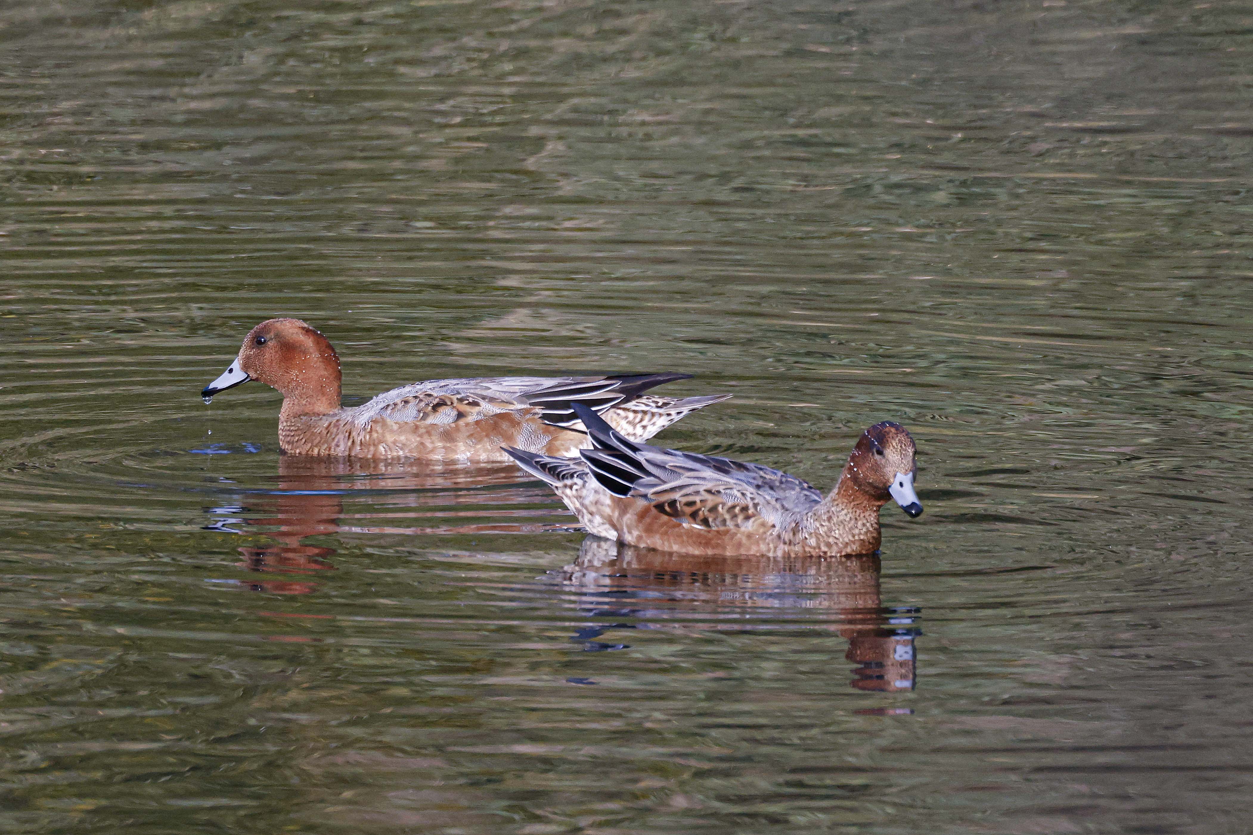 Świstun, Mareca penelope, Eurasian wigeon, Die Pfeifente, Свиязь