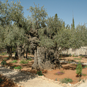 Izrael- Jerozolima - Ogród oliwny, Jerusalem - Garden of Gethsemane
