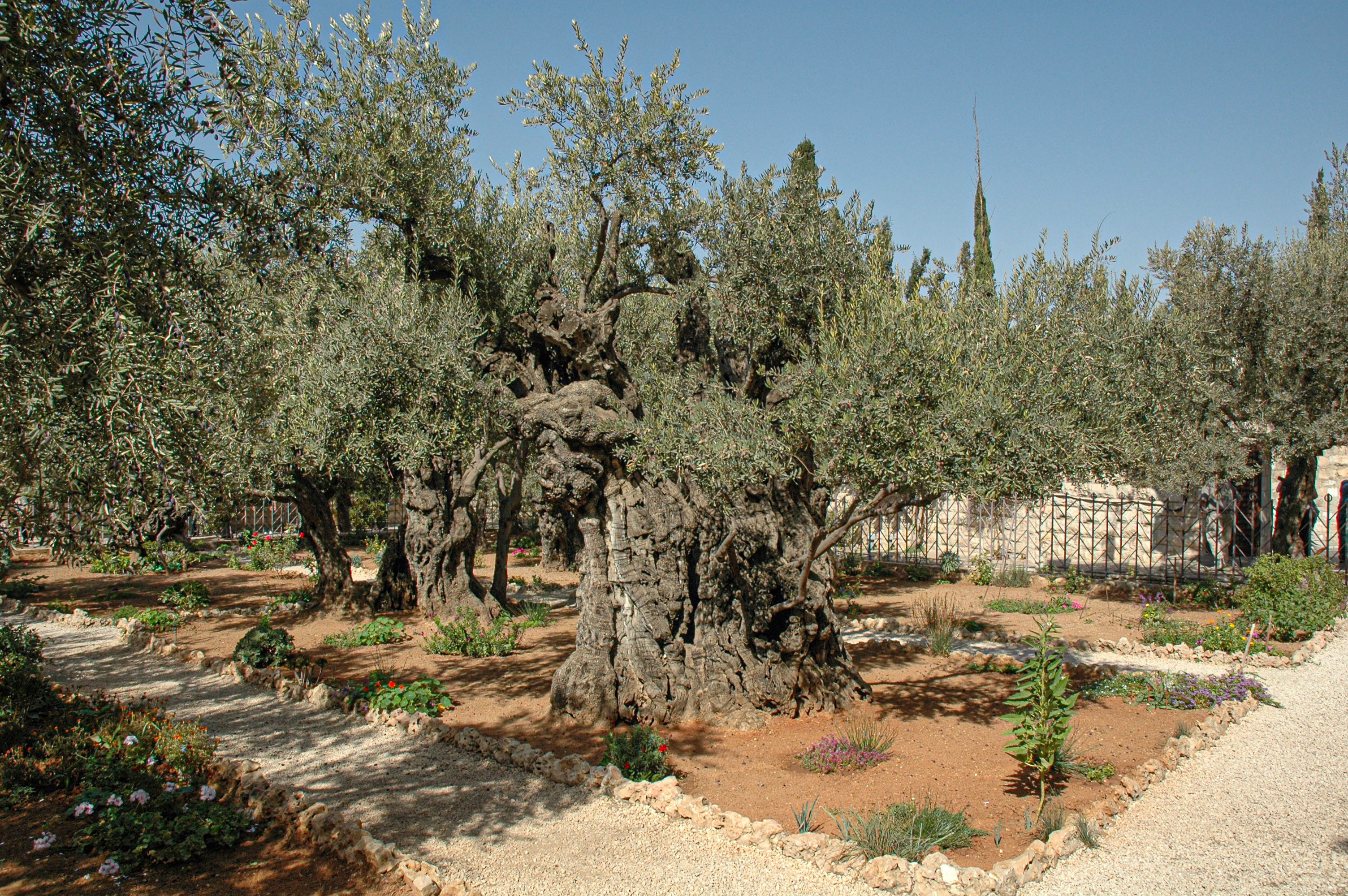 Izrael- Jerozolima - Ogród oliwny, Jerusalem - Garden of Gethsemane