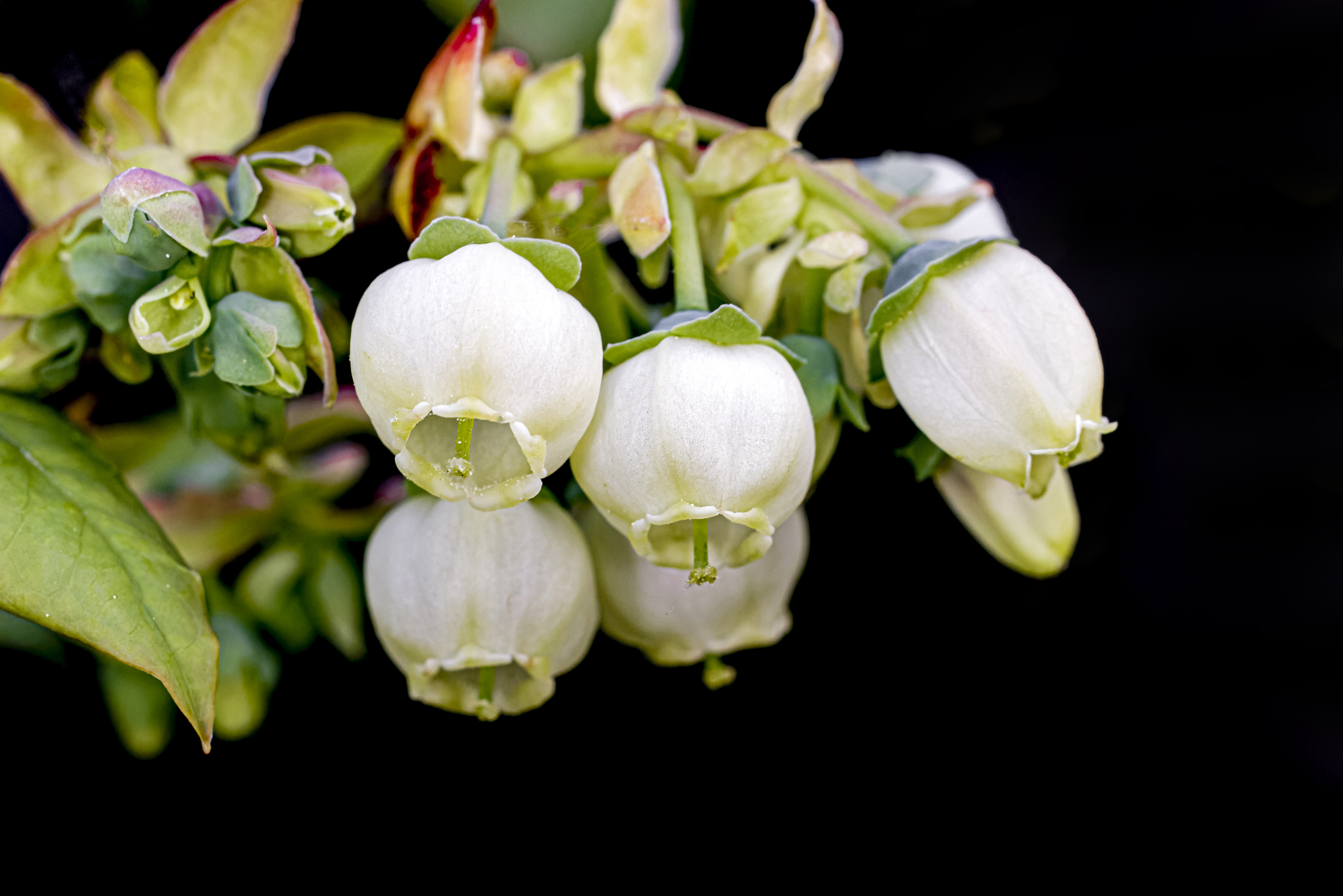 Borówka wysoka - Vaccinium corymbosum, blue huckleberry - highbush blueberry, Die Amerikanische Heidelbeere, Голубика высокая