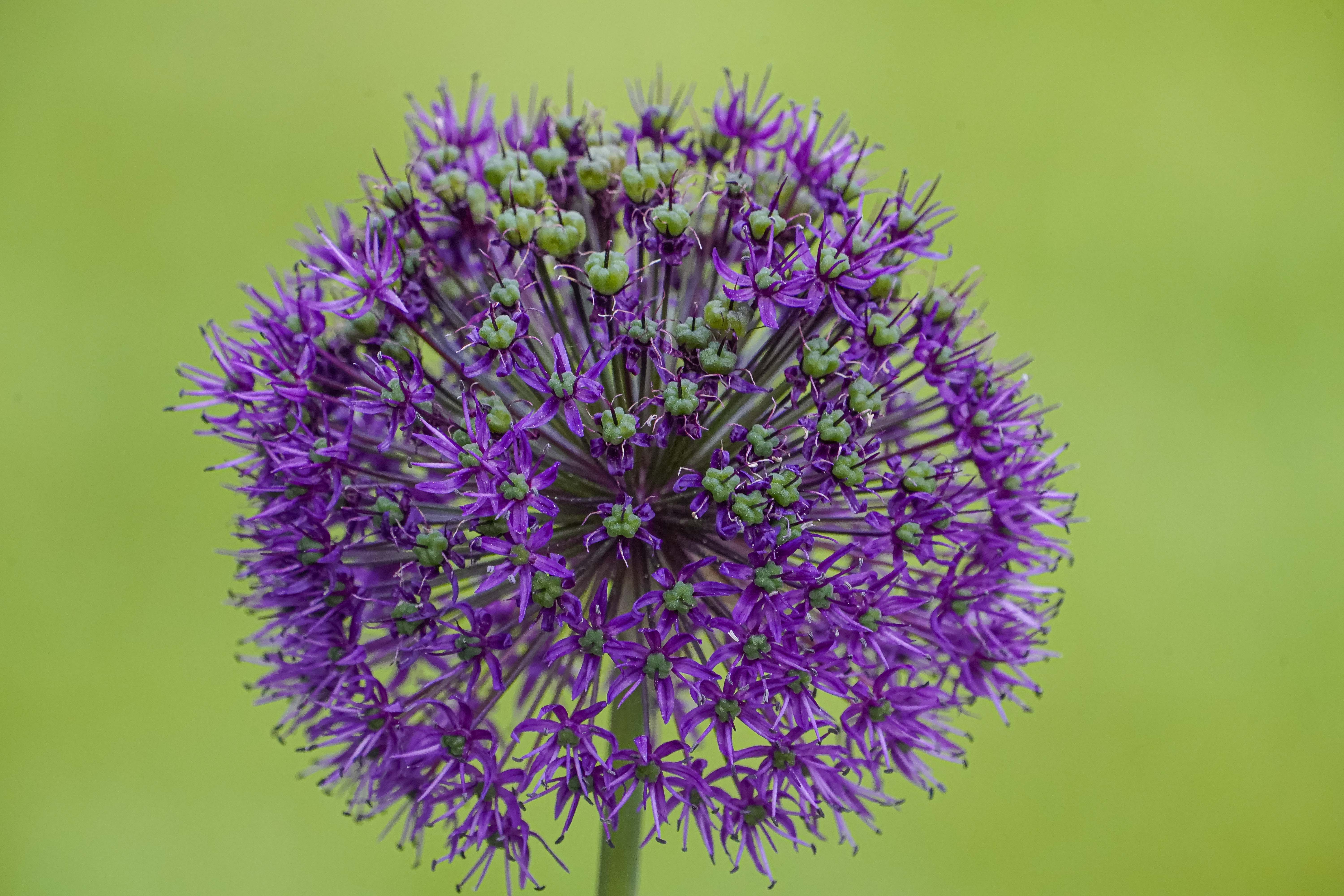 Czosnek ozdobny, Allium giganteum, Giant onion
