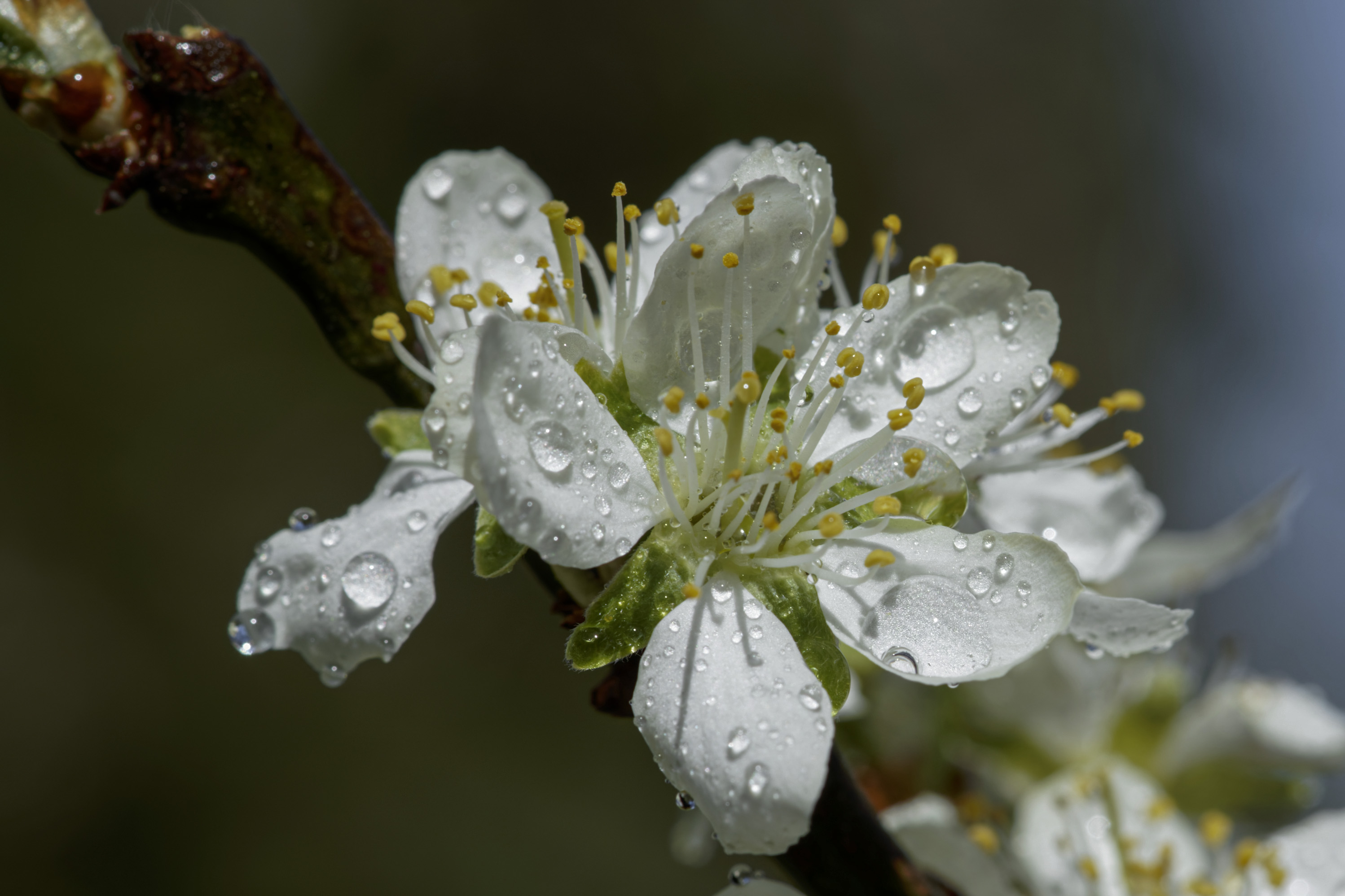 Kwiat jabłoni po kąpieli,  Apple blossom after a shower