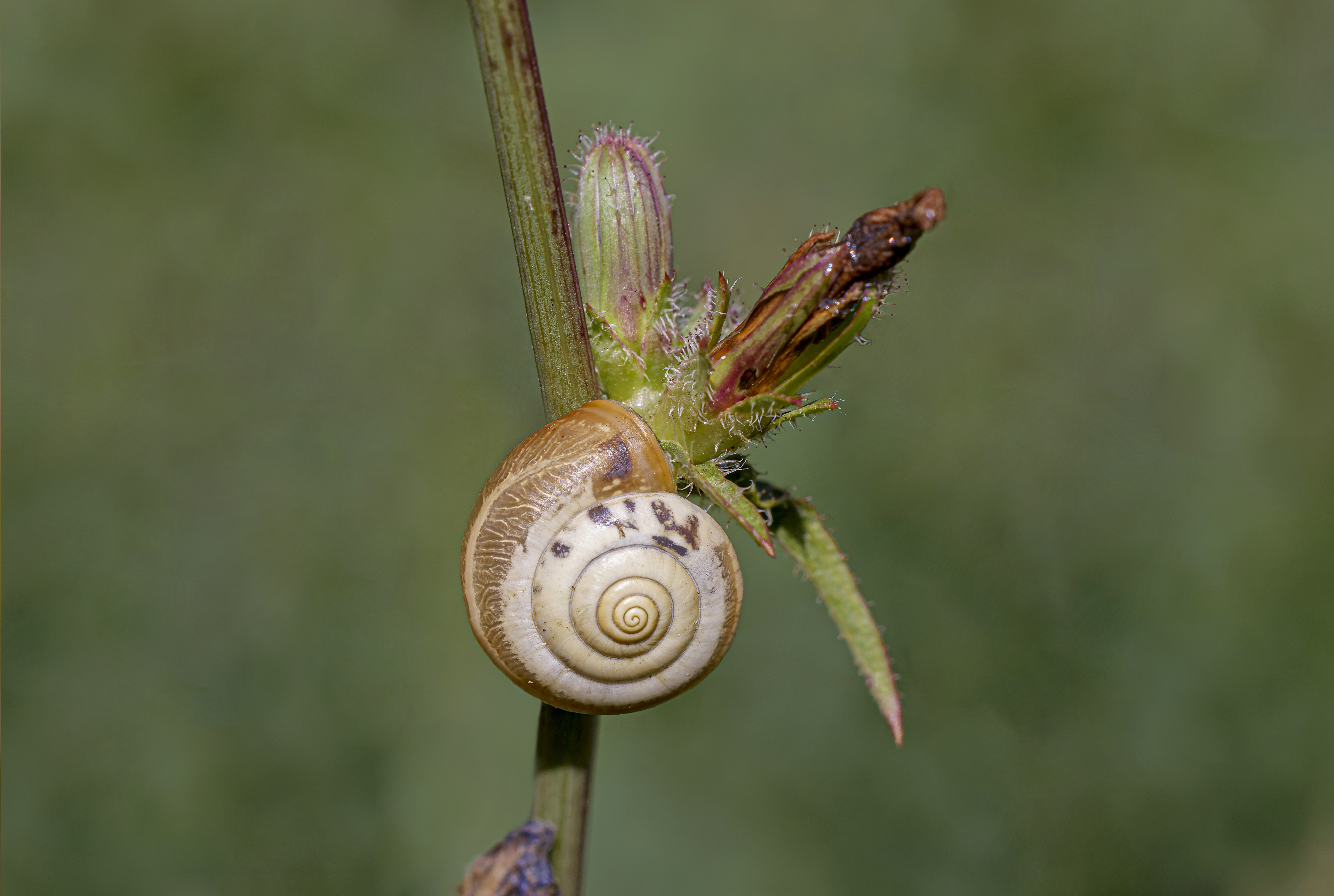 Ślimak, Gastropoda,  Snail, Die Schnecke,  Улитка