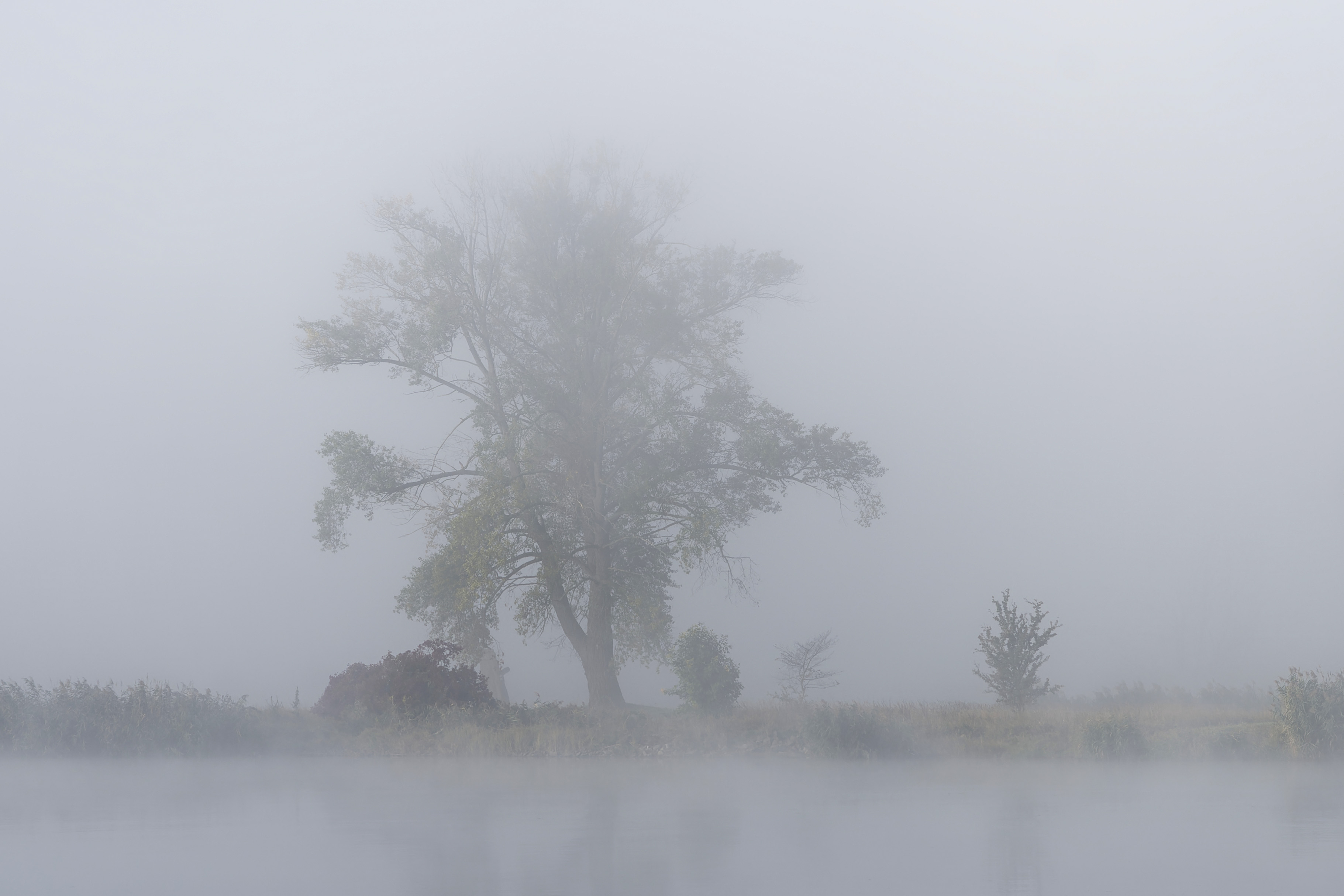 Mglisty poranek nad Odrą, Misty morning on the river Oder