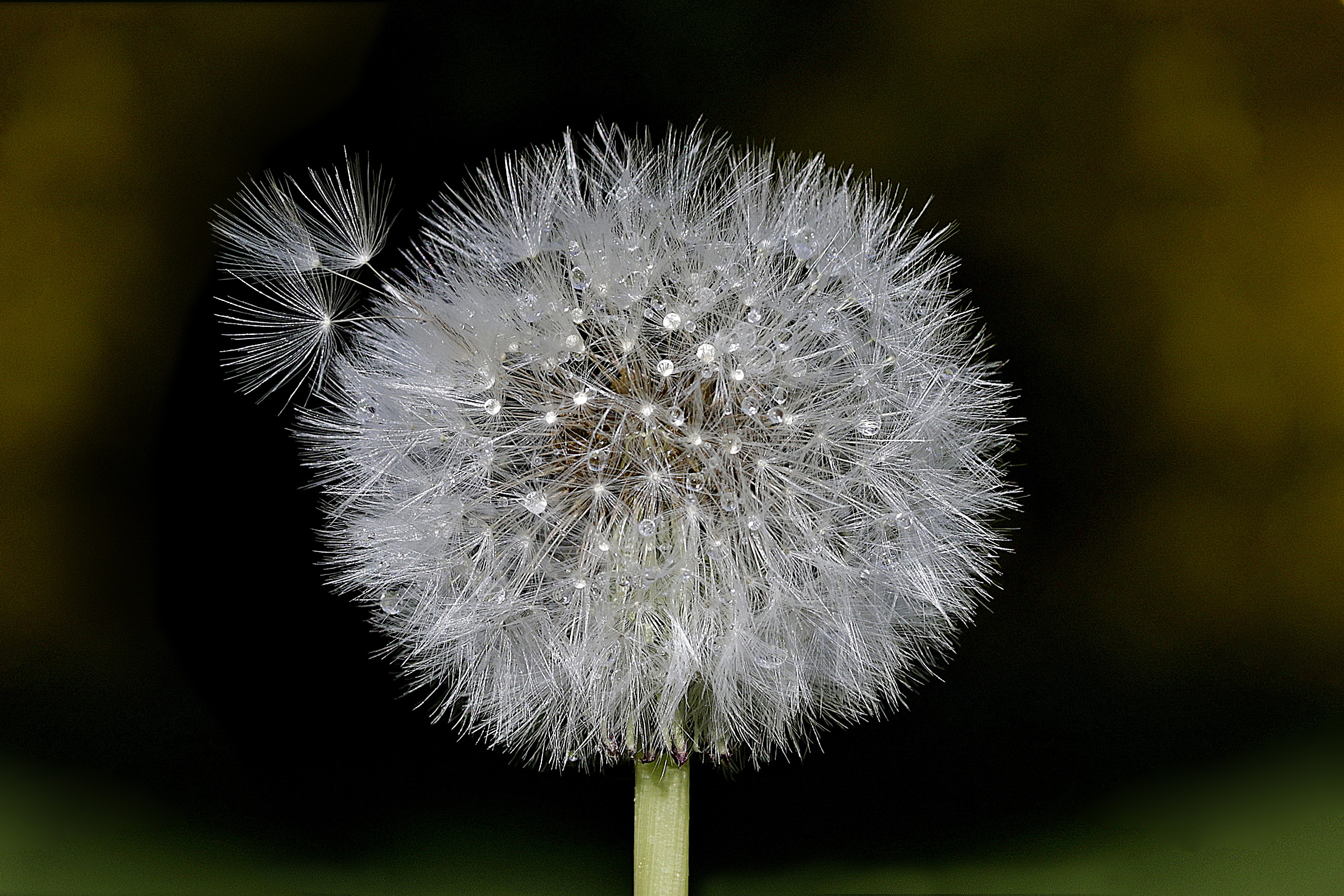Mniszek pospolity- Mlecz -Dmuchawiec, Taraxacum officinale- Dandelion, Der Gewöhnliche Löwenzahn