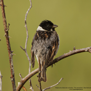 Kląskawka, Saxicola rubicola, European stonechat, Das Schwarzkehlchen, Черноголовый чекан