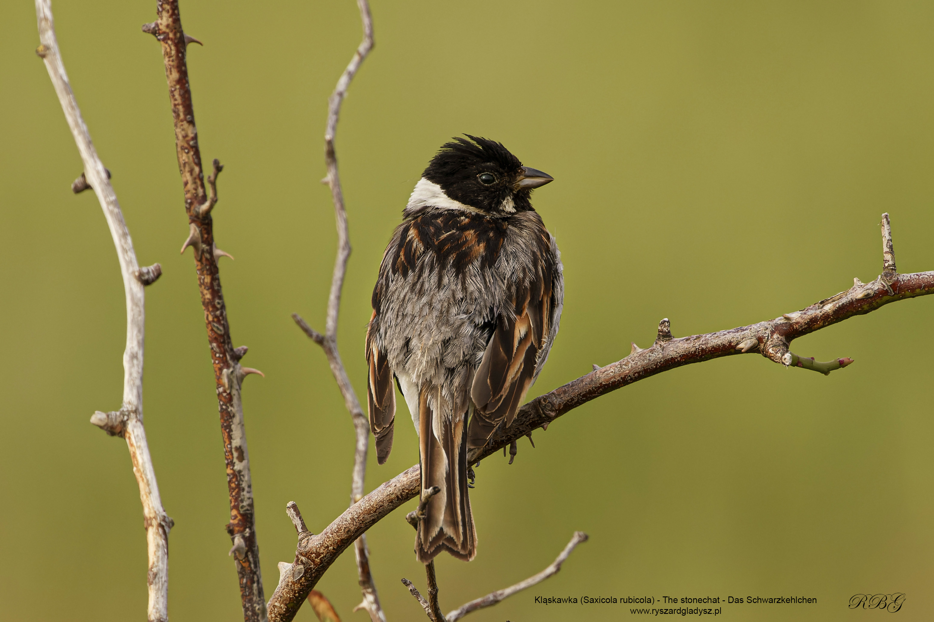 Kląskawka, Saxicola rubicola, European stonechat, Das Schwarzkehlchen, Черноголовый чекан