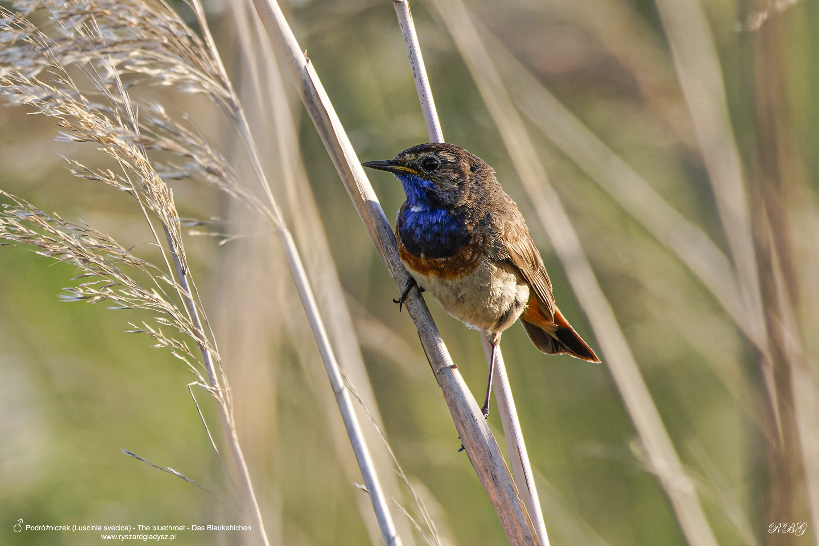 Podróżniczek, Luscinia svecica, The bluethroat, Das Blaukehlchen