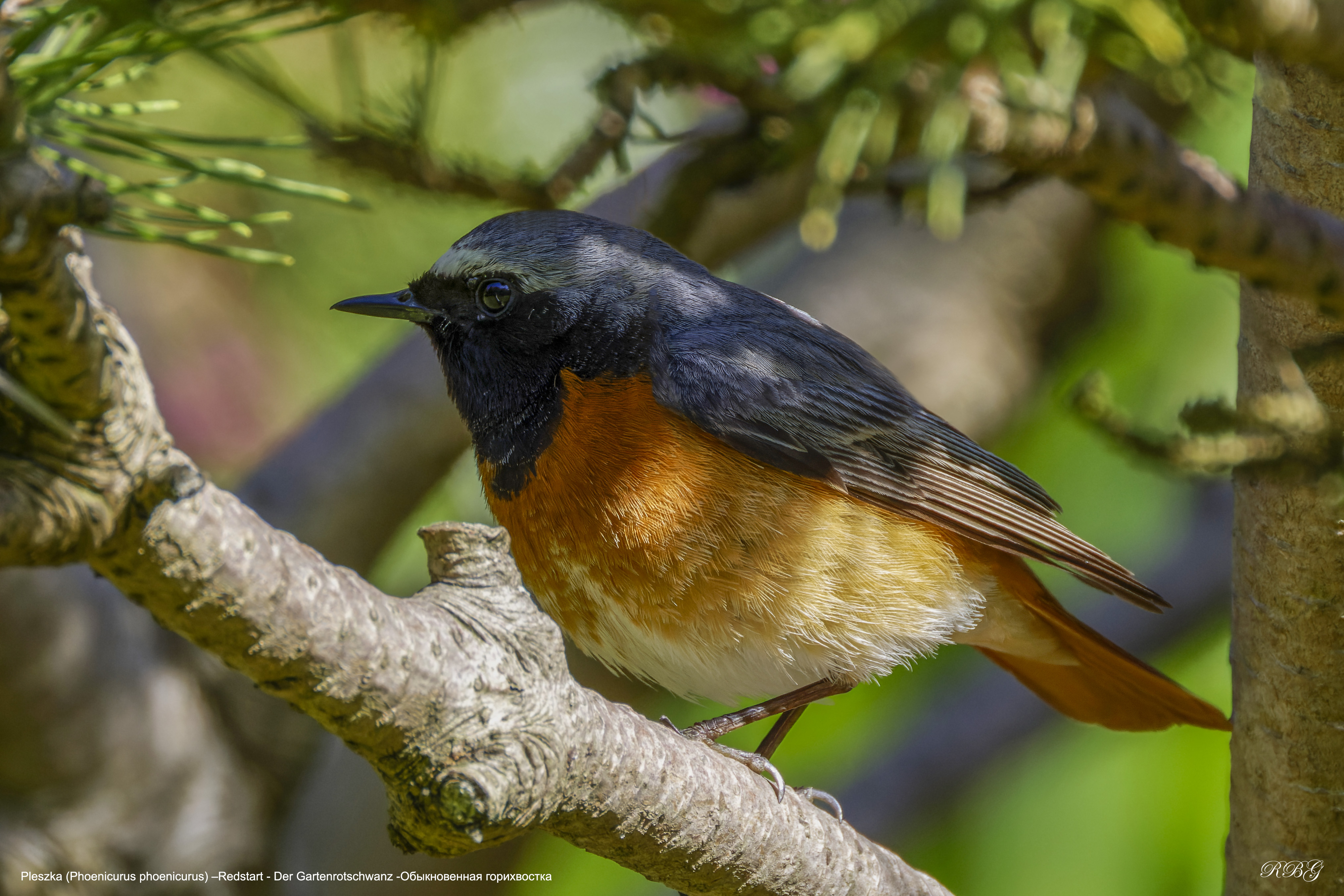 Pleszka, Phoenicurus phoenicurus, Redstart, Der Gartenrotschwanz, Обыкновенная горихвостка