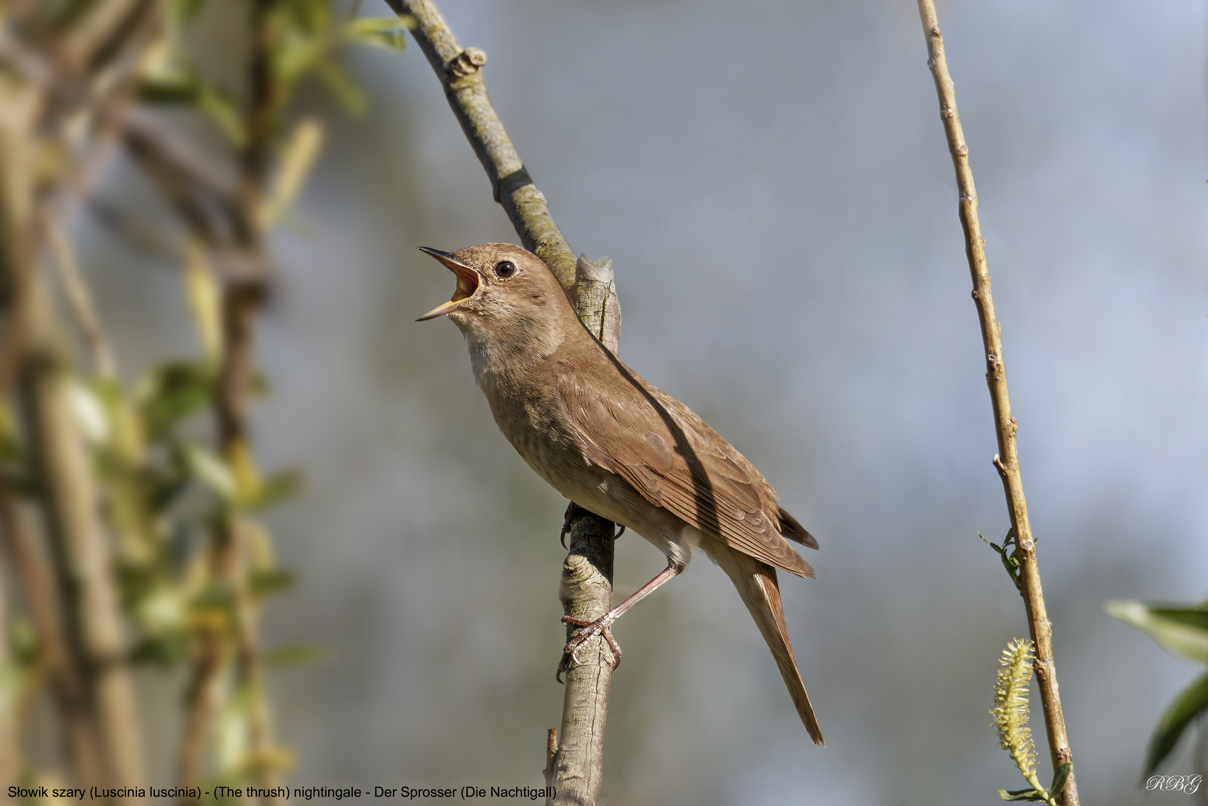 Słowik szary, Luscinia luscinia, The thrush nightingale, Der Sprosser (Die Nachtigall)
