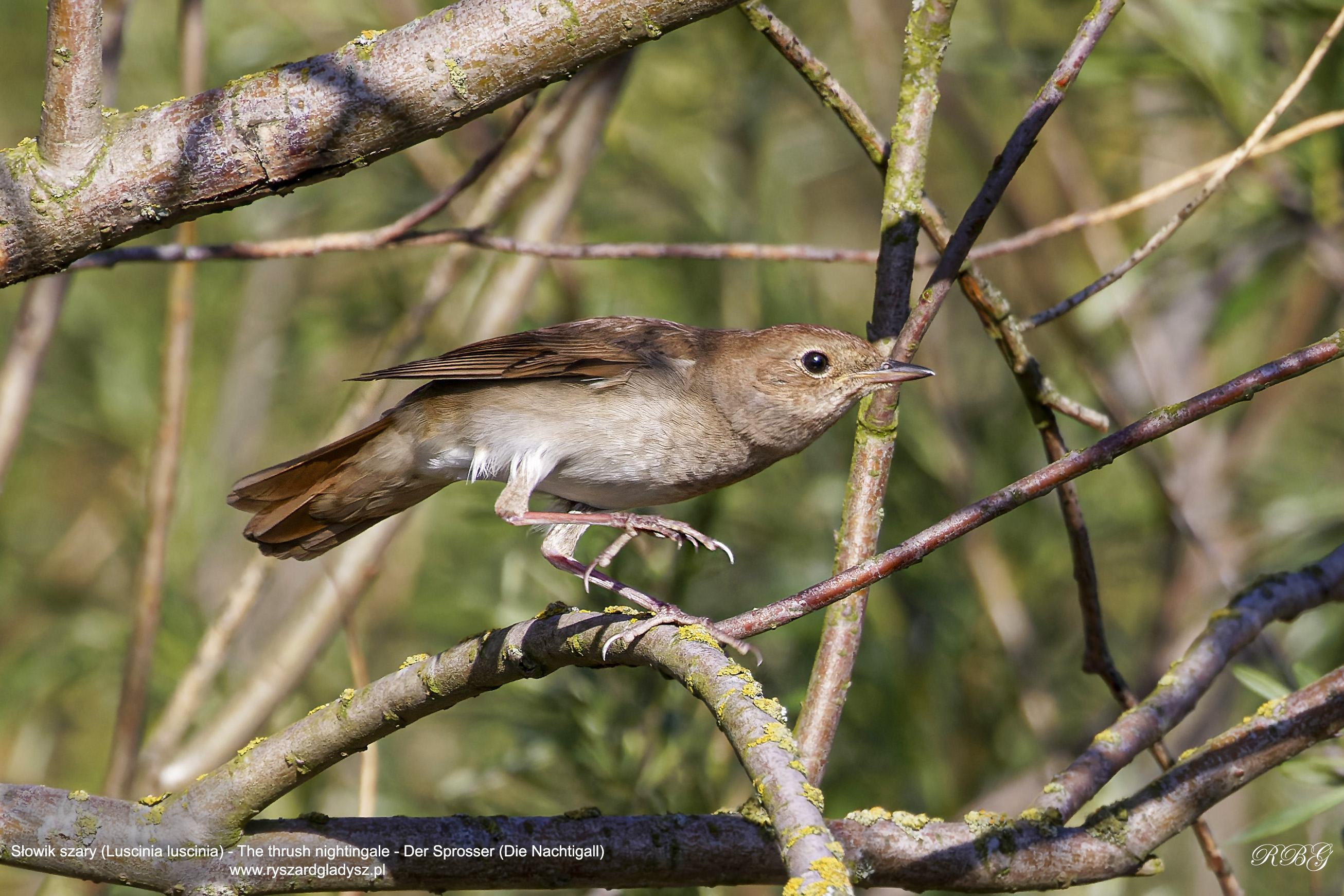 Słowik szary, Luscinia luscinia, The thrush nightingale, Der Sprosser (Die Nachtigall)