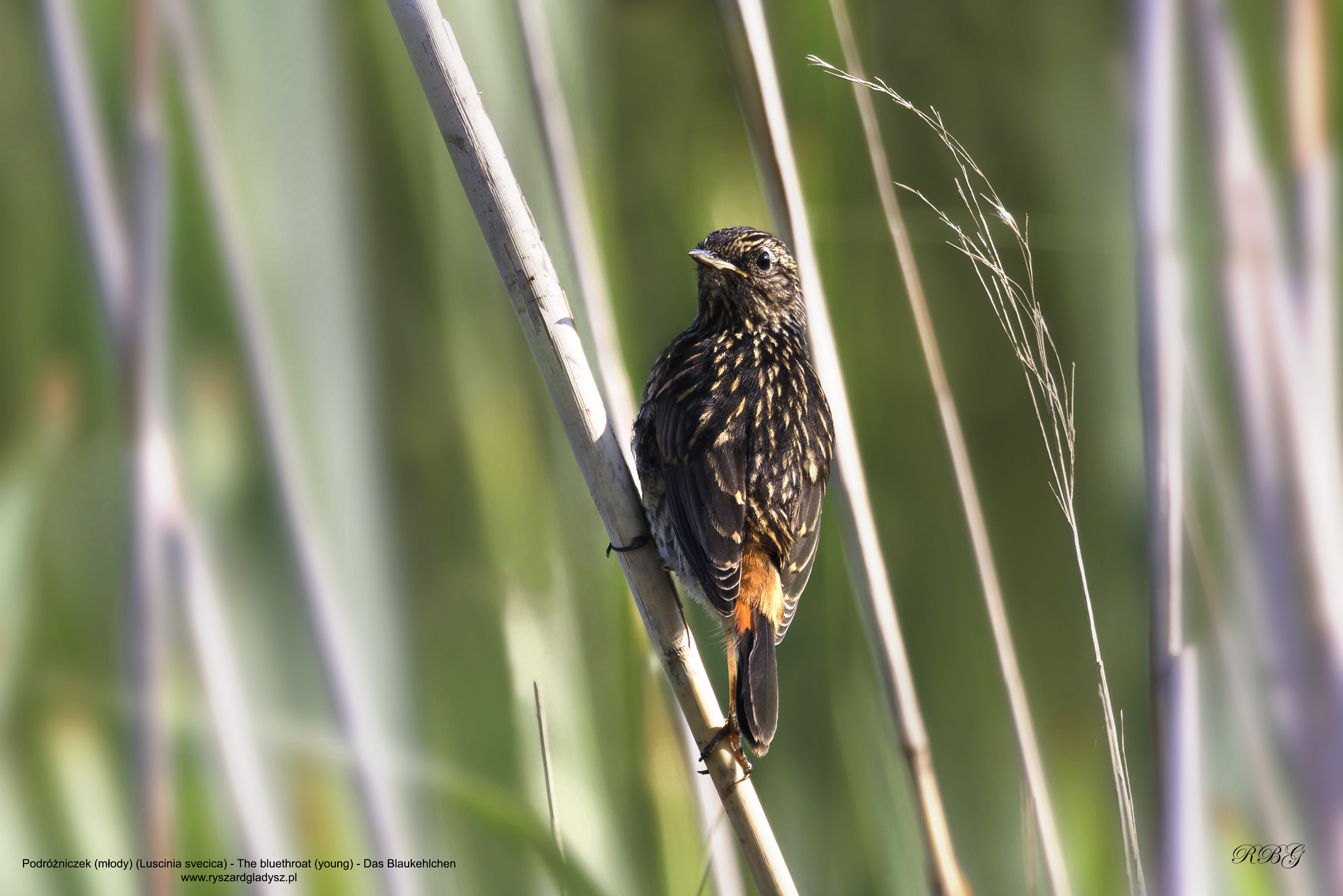 Podróżniczek, Luscinia svecica, The bluethroat, Das Blaukehlche