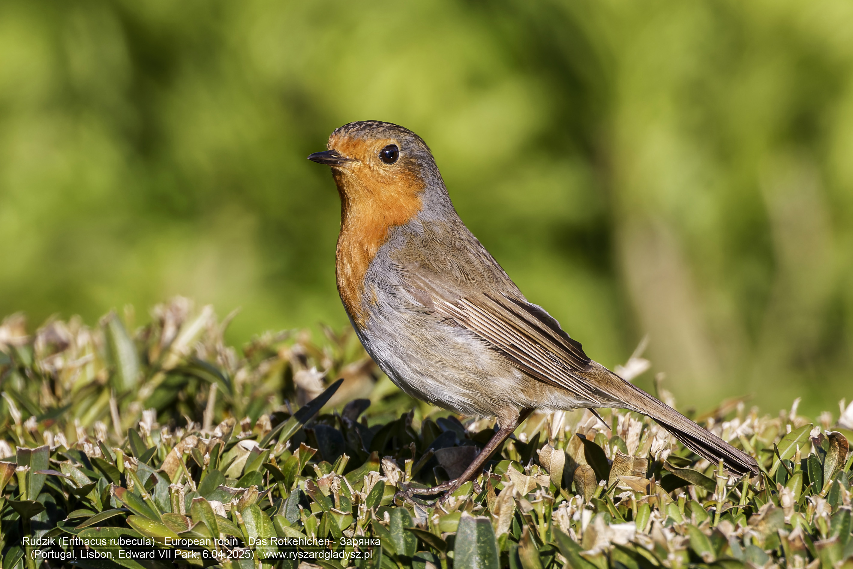Rudzik, Erithacus rubecula, European robin, Das Rotkehlchen, Зарянка