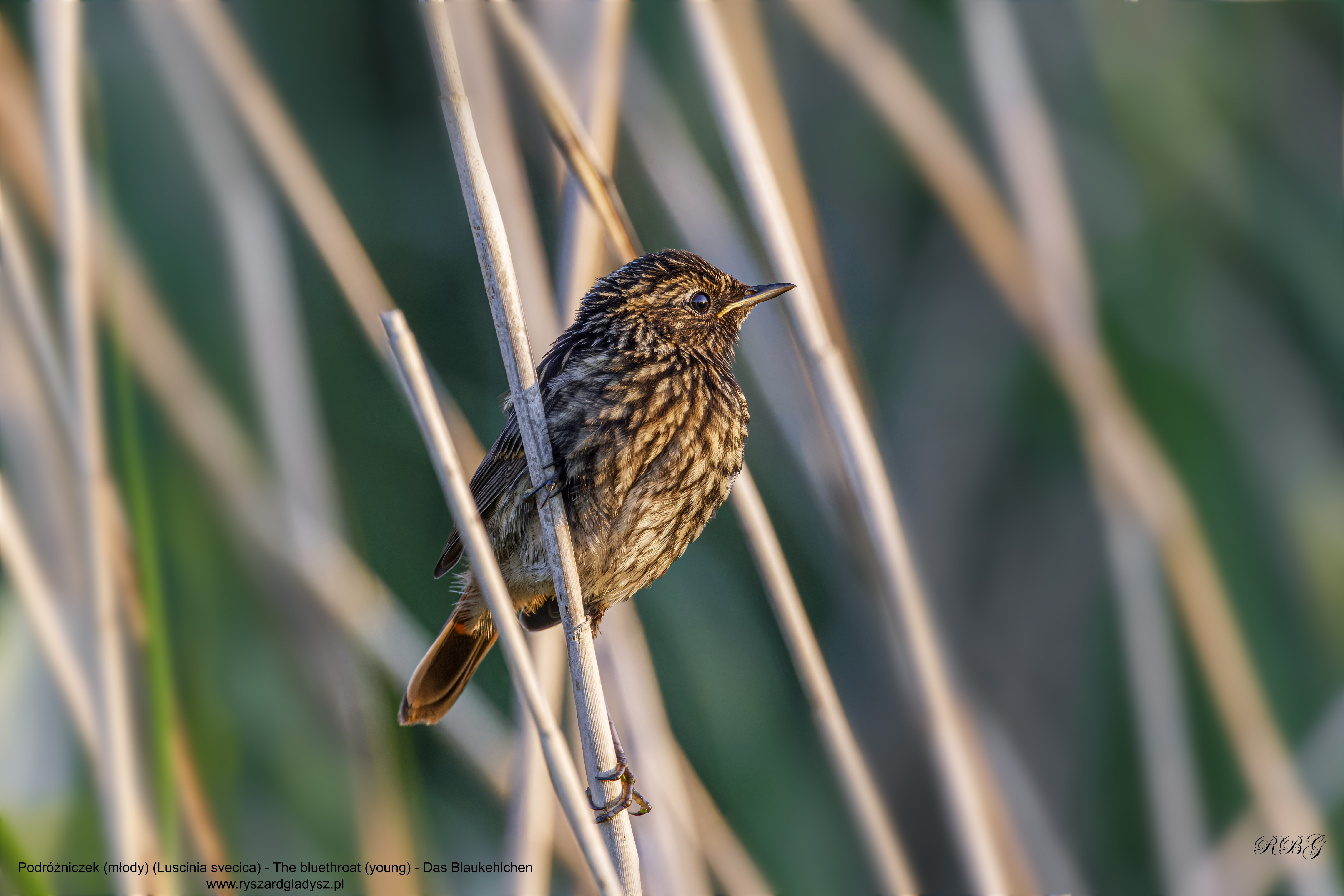 Podróżniczek, Luscinia svecica, The bluethroat, Das Blaukehlchen