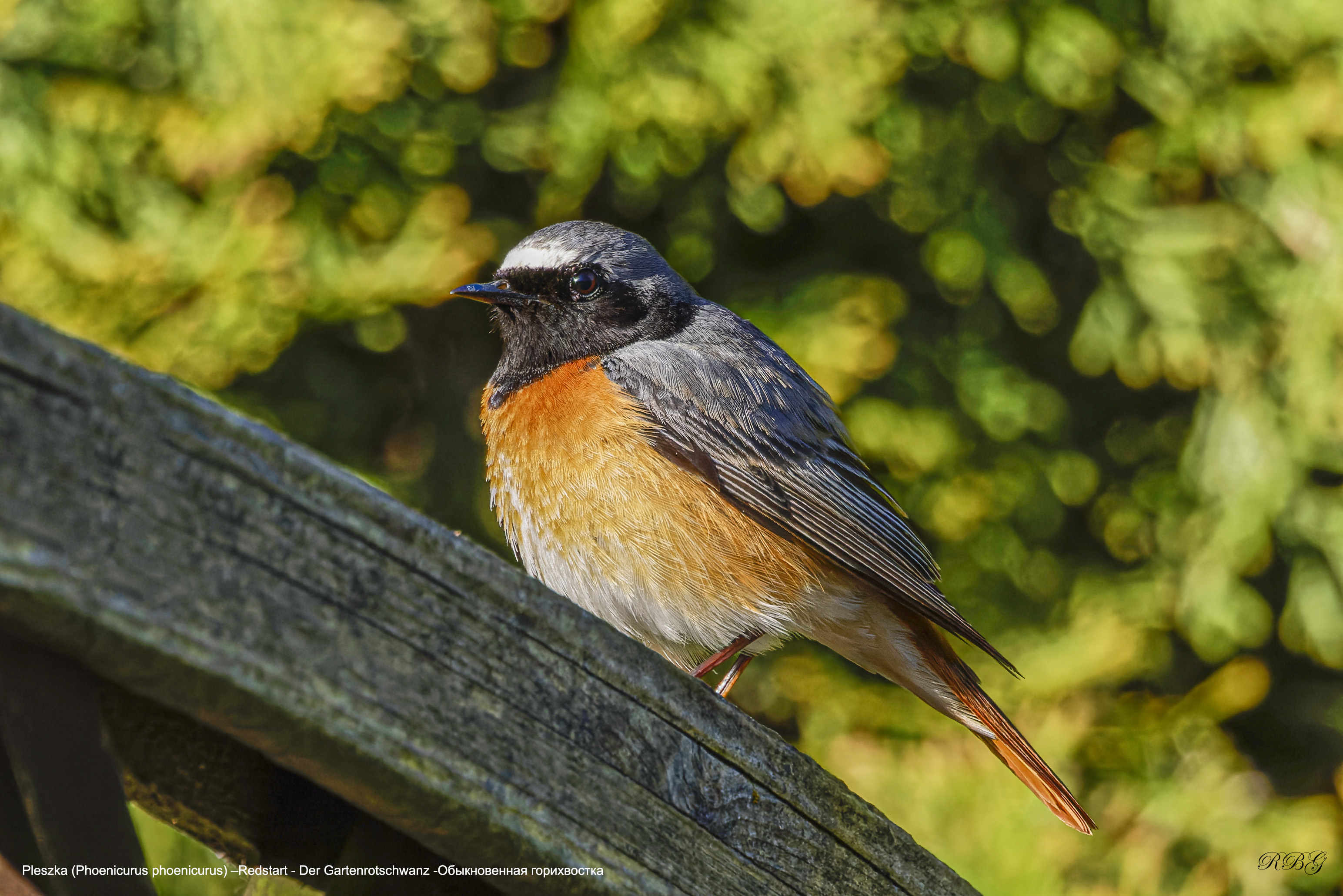 Pleszka, Phoenicurus phoenicurus, Redstart, Der Gartenrotschwanz, Обыкновенная горихвостка