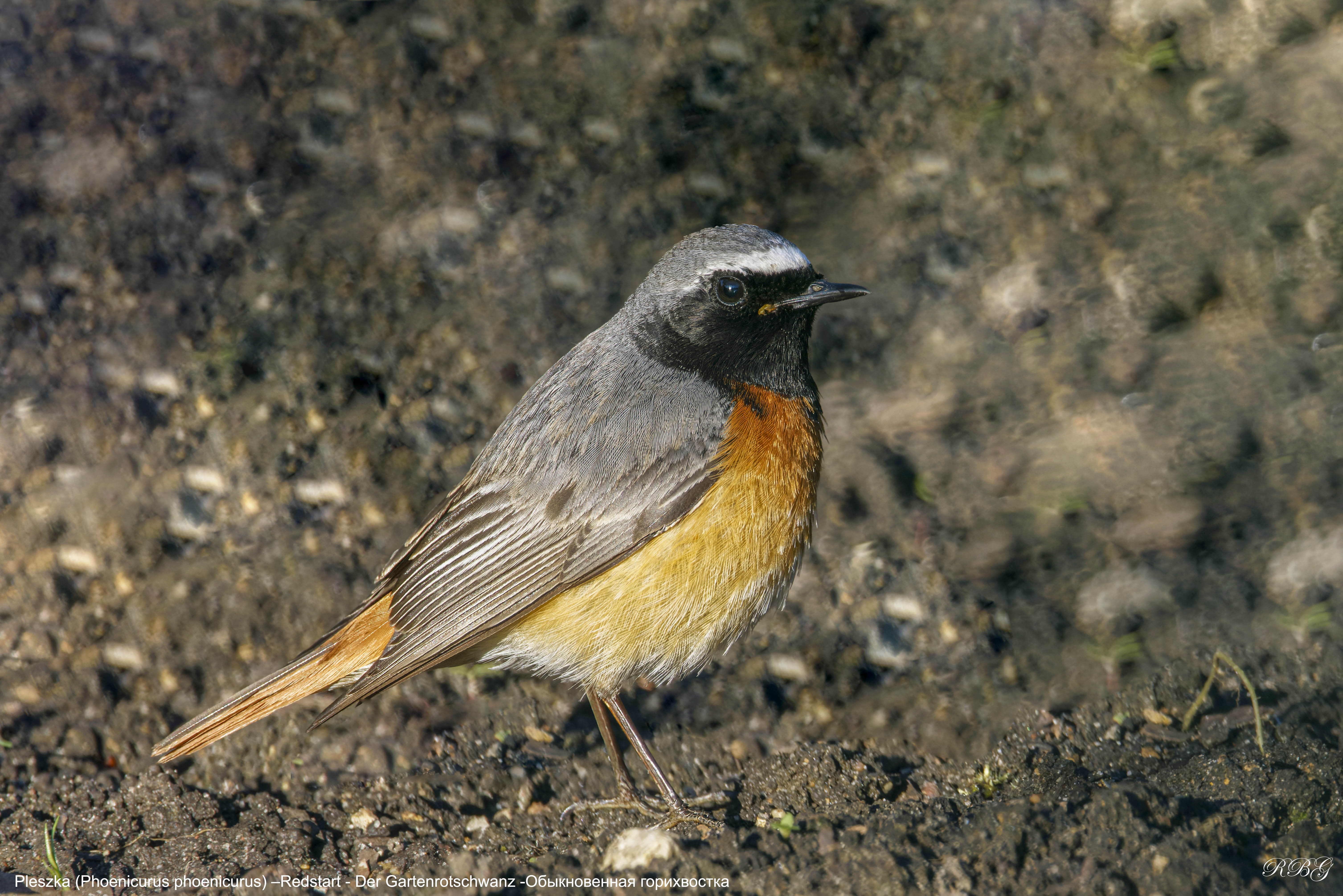 Pleszka, Phoenicurus phoenicurus, Redstart, Der Gartenrotschwanz, Обыкновенная горихвостка