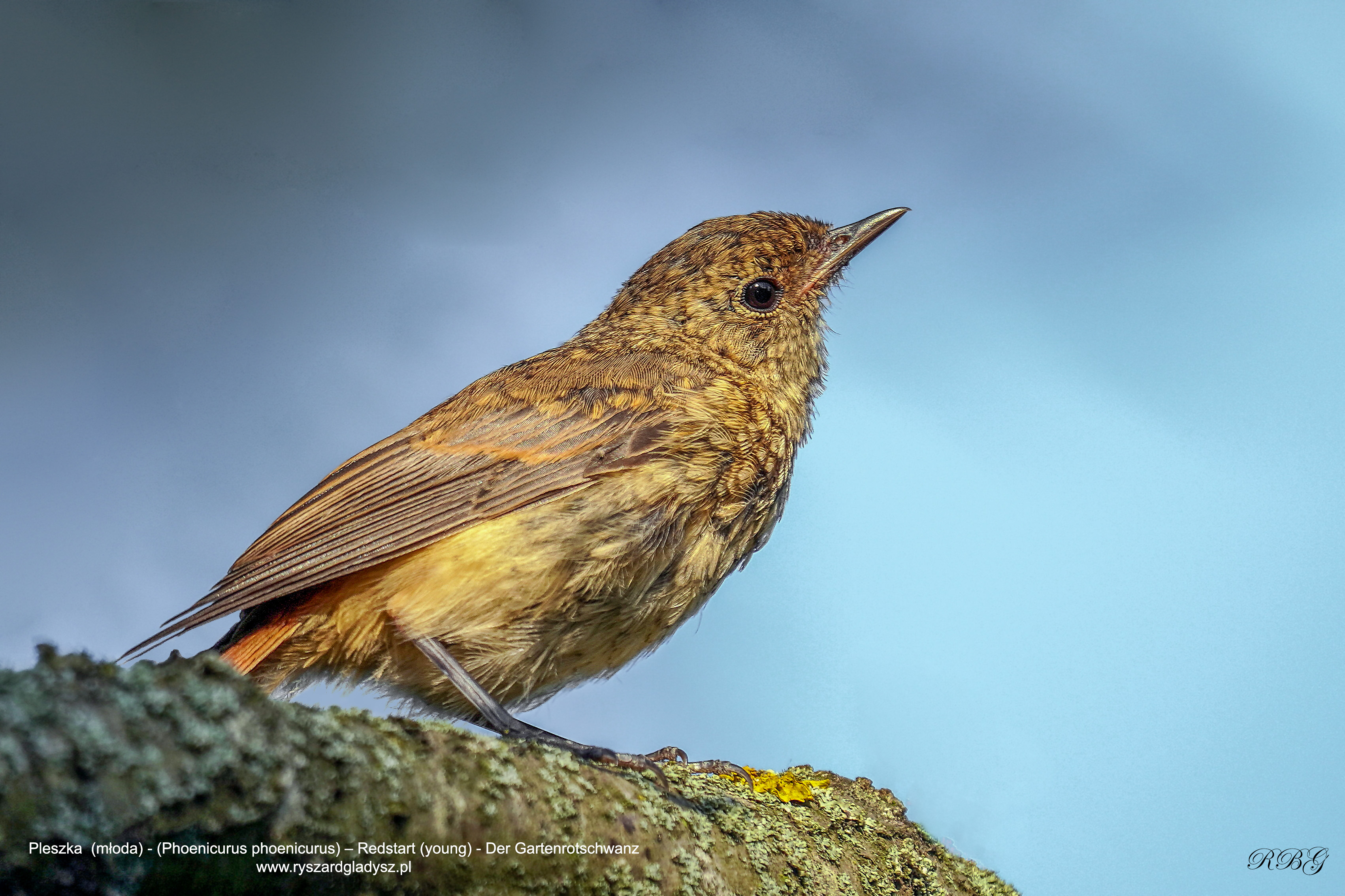Pleszka, Phoenicurus phoenicurus, Redstart, Der Gartenrotschwanz, Обыкновенная горихвостка