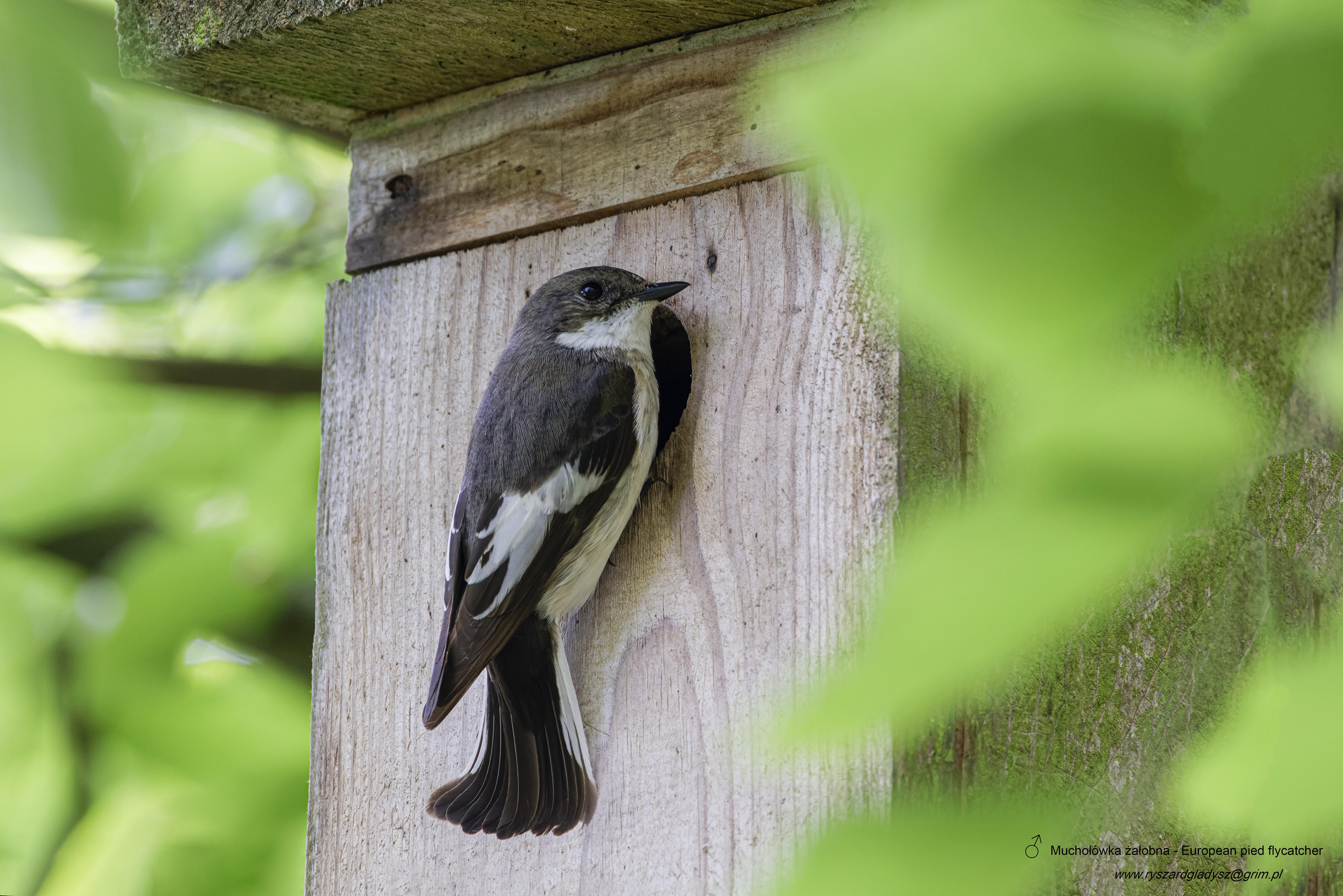 Muchołówka żałobna, Ficedula hypoleuca, European pied flycatcher, Der Trauerschnäpper, Мухоловка-пеструшка