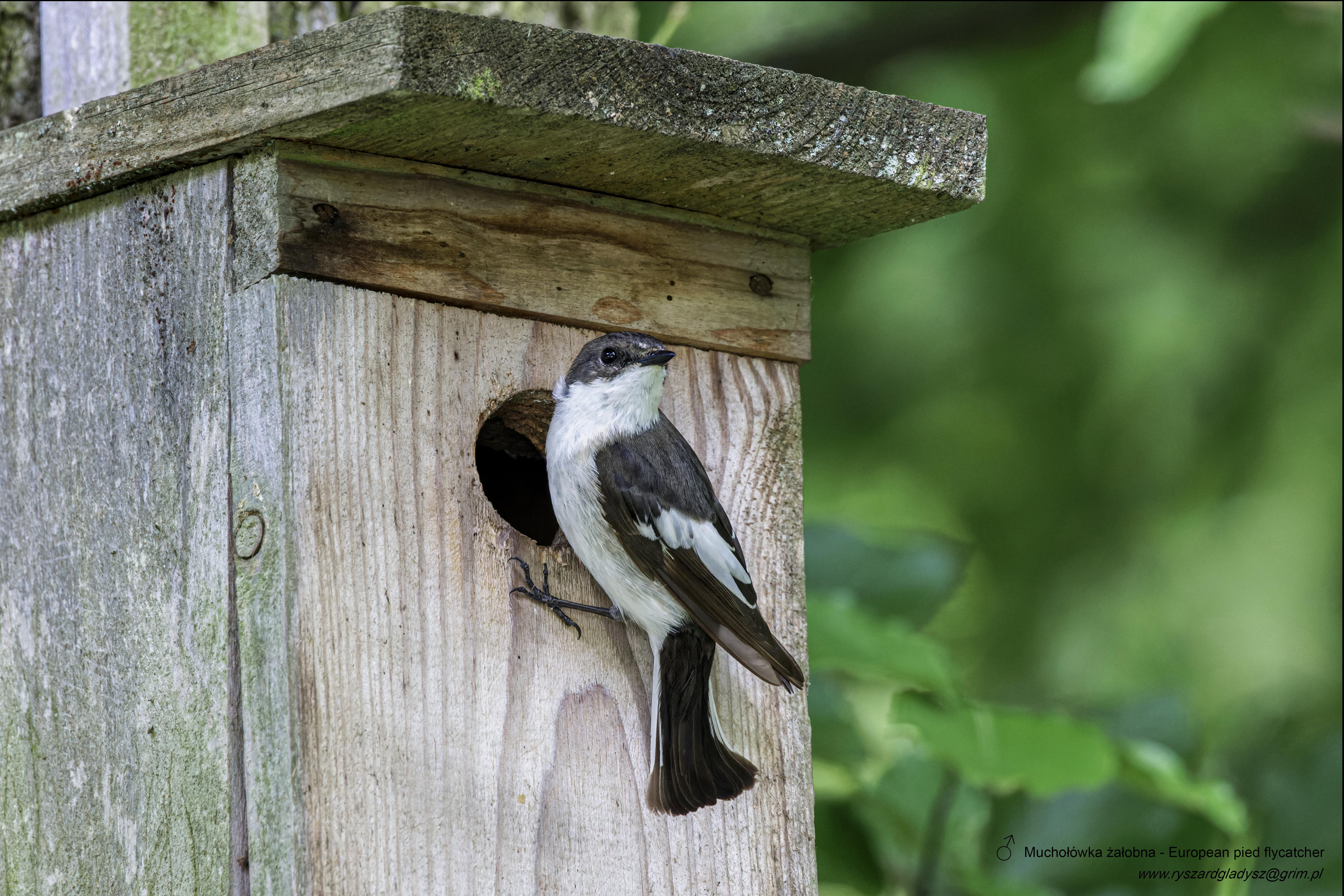 Muchołówka żałobna, Ficedula hypoleuca, European pied flycatcher, Der Trauerschnäpper, Мухоловка-пеструшка
