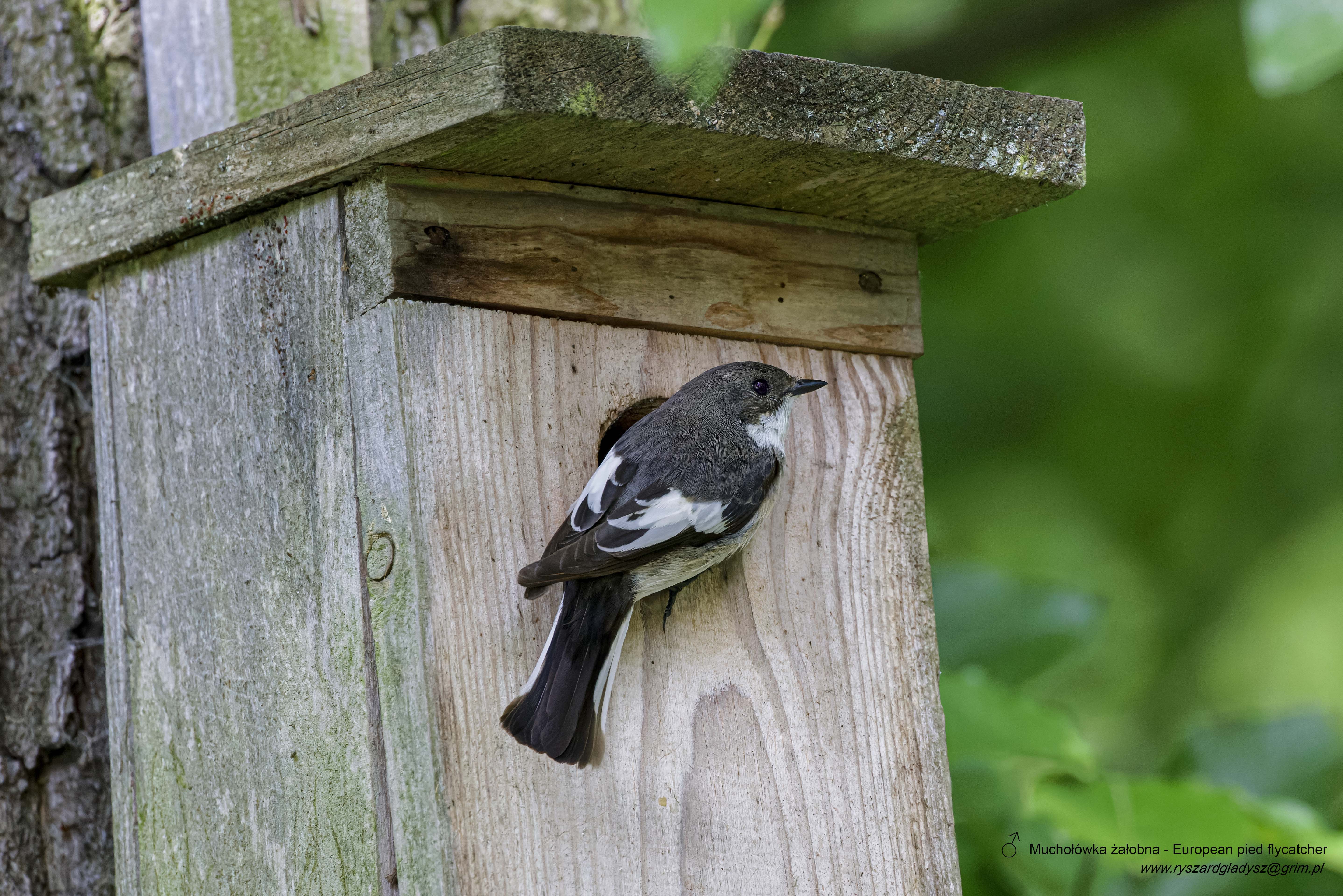 Muchołówka żałobna, Ficedula hypoleuca, European pied flycatcher, Der Trauerschnäpper, Мухоловка-пеструшка