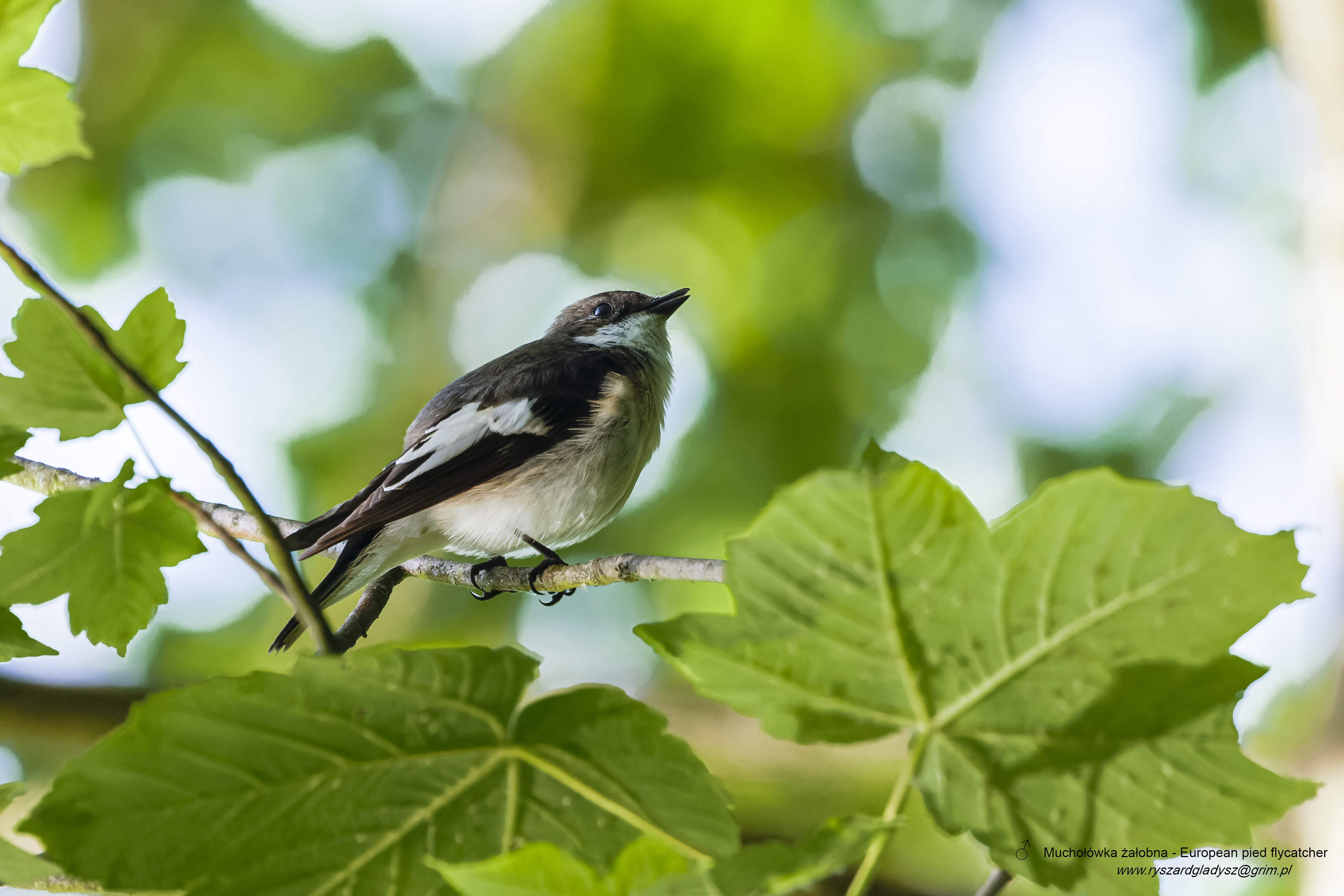 Muchołówka żałobna, Ficedula hypoleuca, European pied flycatcher, Der Trauerschnäpper, Мухоловка-пеструшка