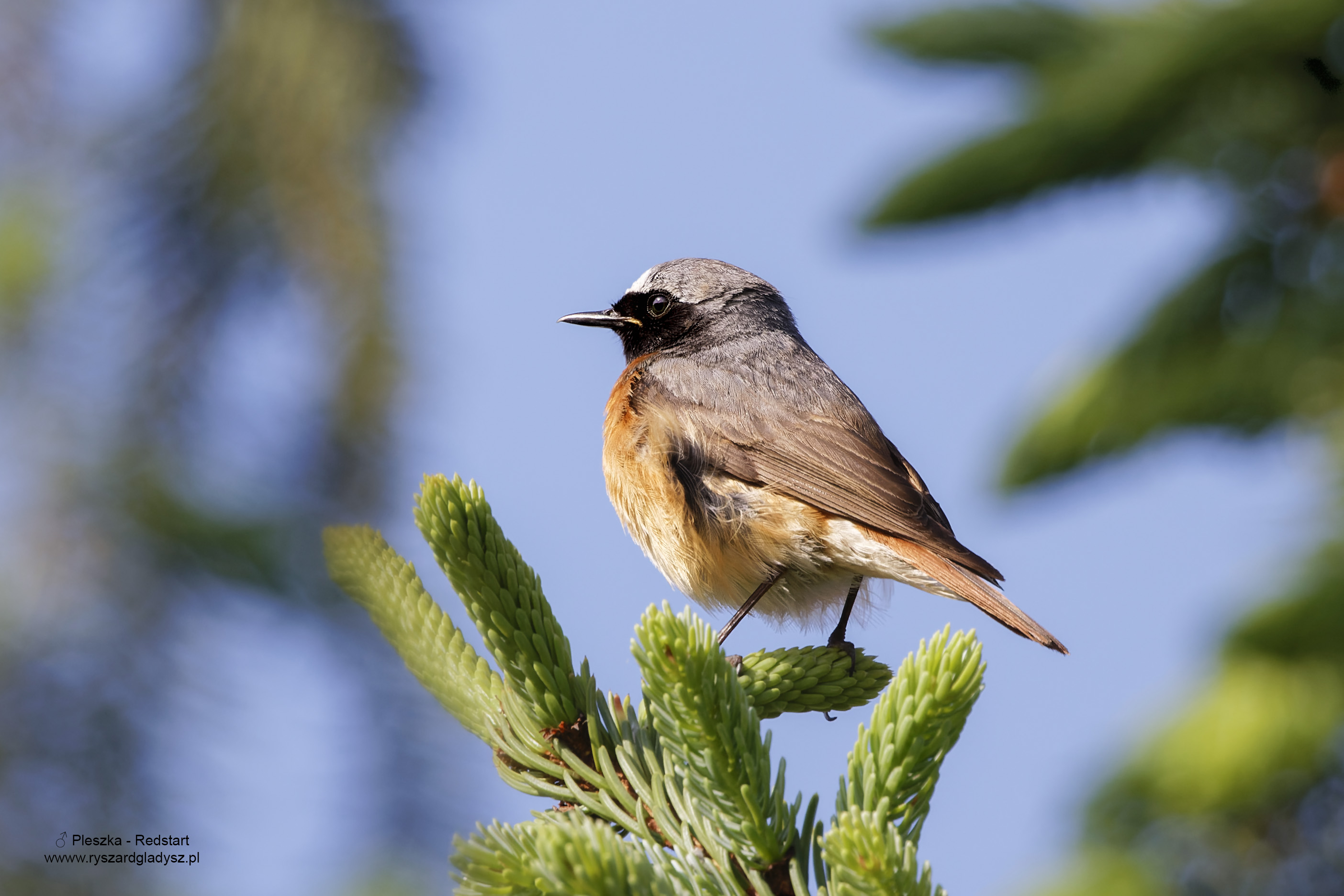 Pleszka, Phoenicurus phoenicurus, Redstart, Der Gartenrotschwanz, Обыкновенная горихвостка