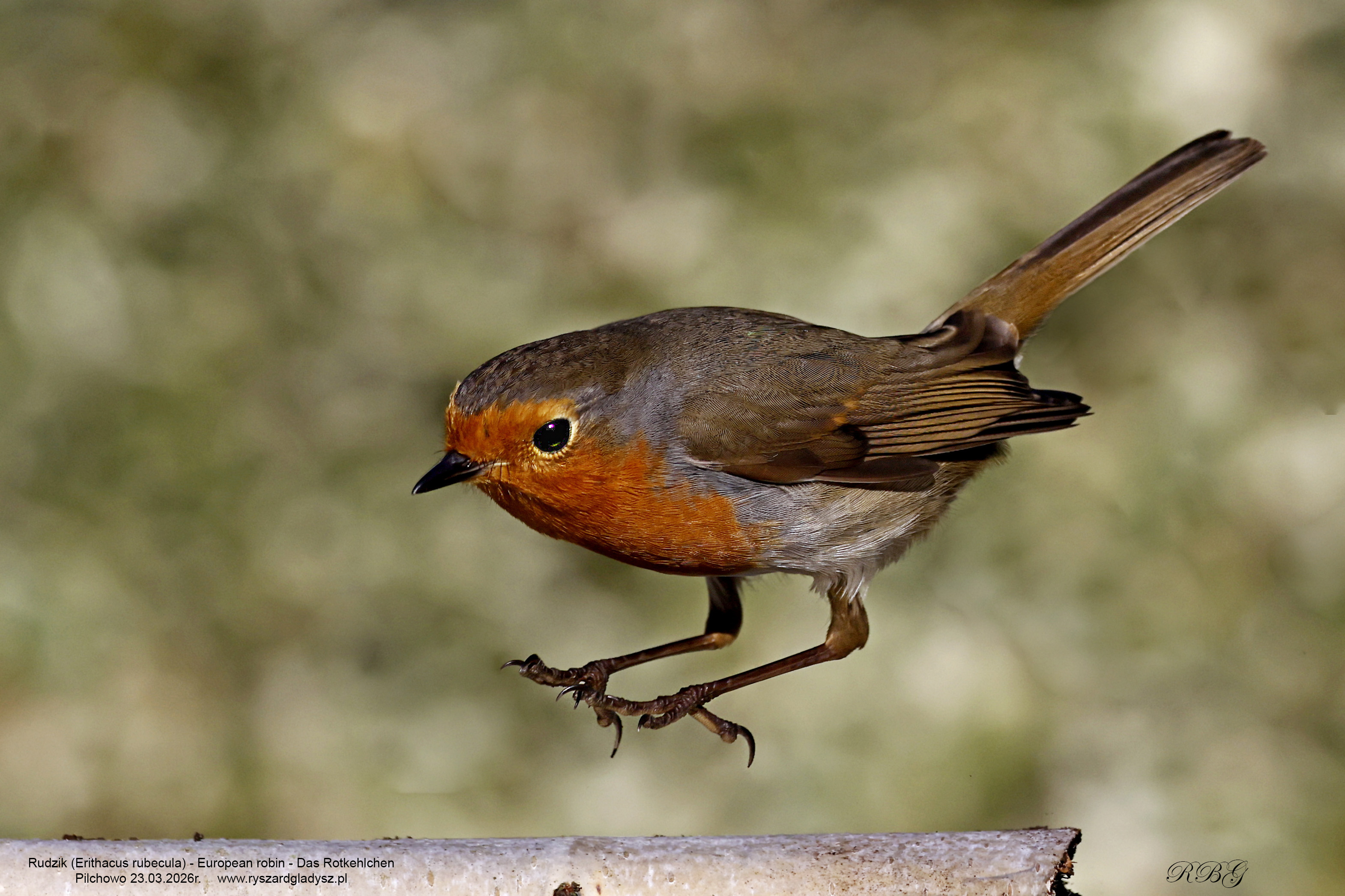 Rudzik, Erithacus rubecula, European robin, Das Rotkehlchen