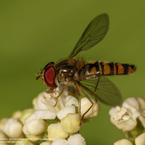 Bzyg prążkowany, Episyrphus balteatus, The marmalade hoverfly, Die Hainschwebfliege