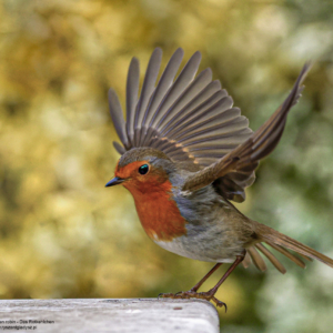 Rudzik, Das Rotkehlchen, Erithacus rubecula, European robin