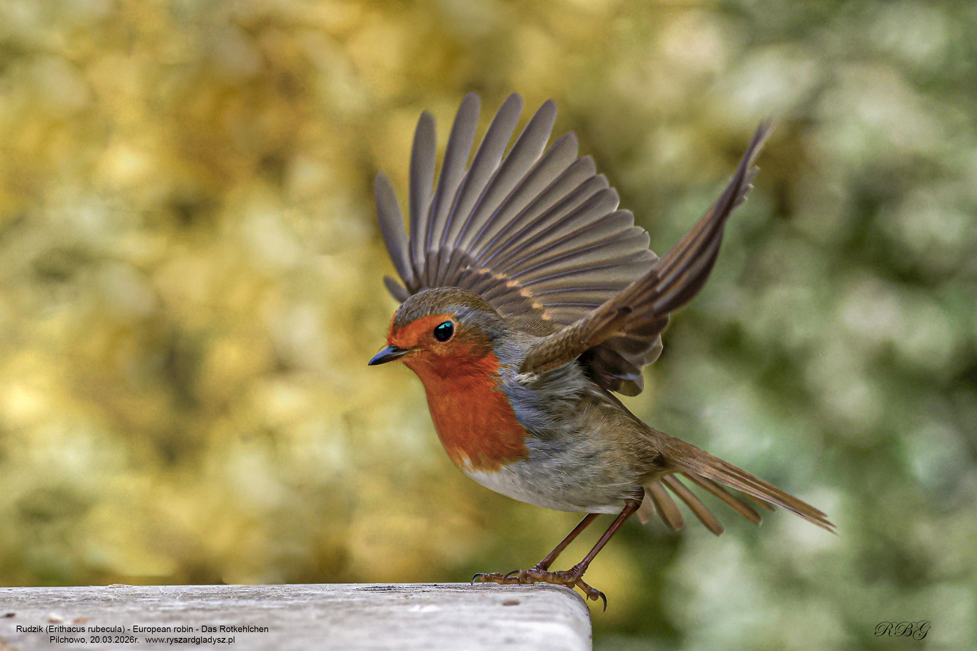 Rudzik, Erithacus rubecula, European robin, Das Rotkehlchen
