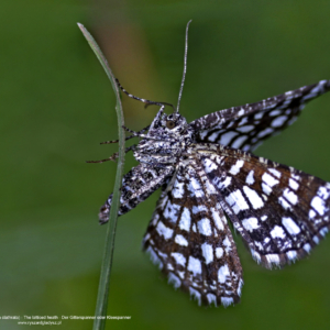 Witalnik nostrzak, Chiasmia clathrata, The latticed heath, Der Gitterspanner oder Kleespanner