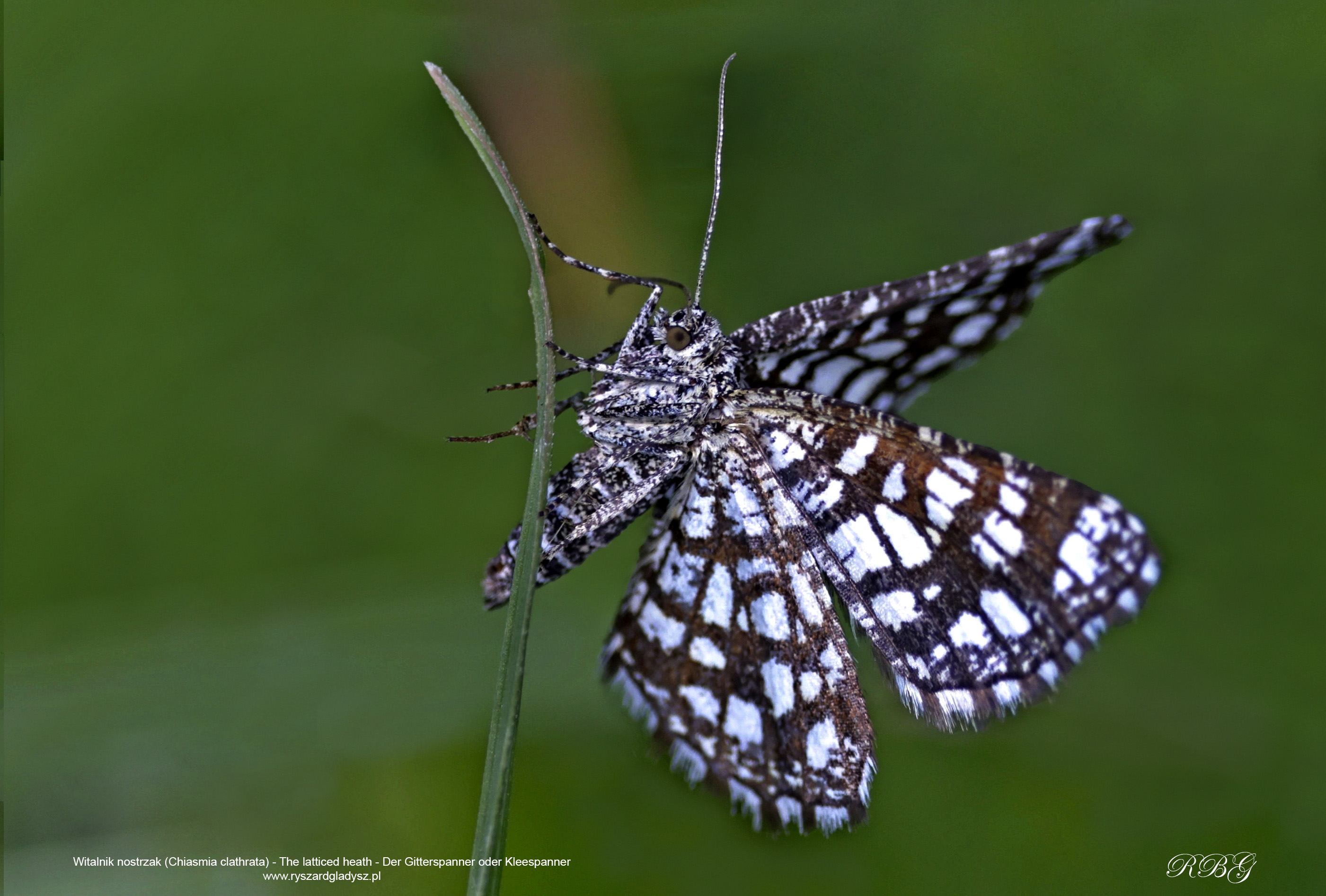 Witalnik nostrzak, Chiasmia clathrata, The latticed heath, Der Gitterspanner oder Kleespanner