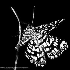 Witalnik nostrzak, Chiasmia clathrata, The latticed heath, Der Gitterspanner oder Kleespanner