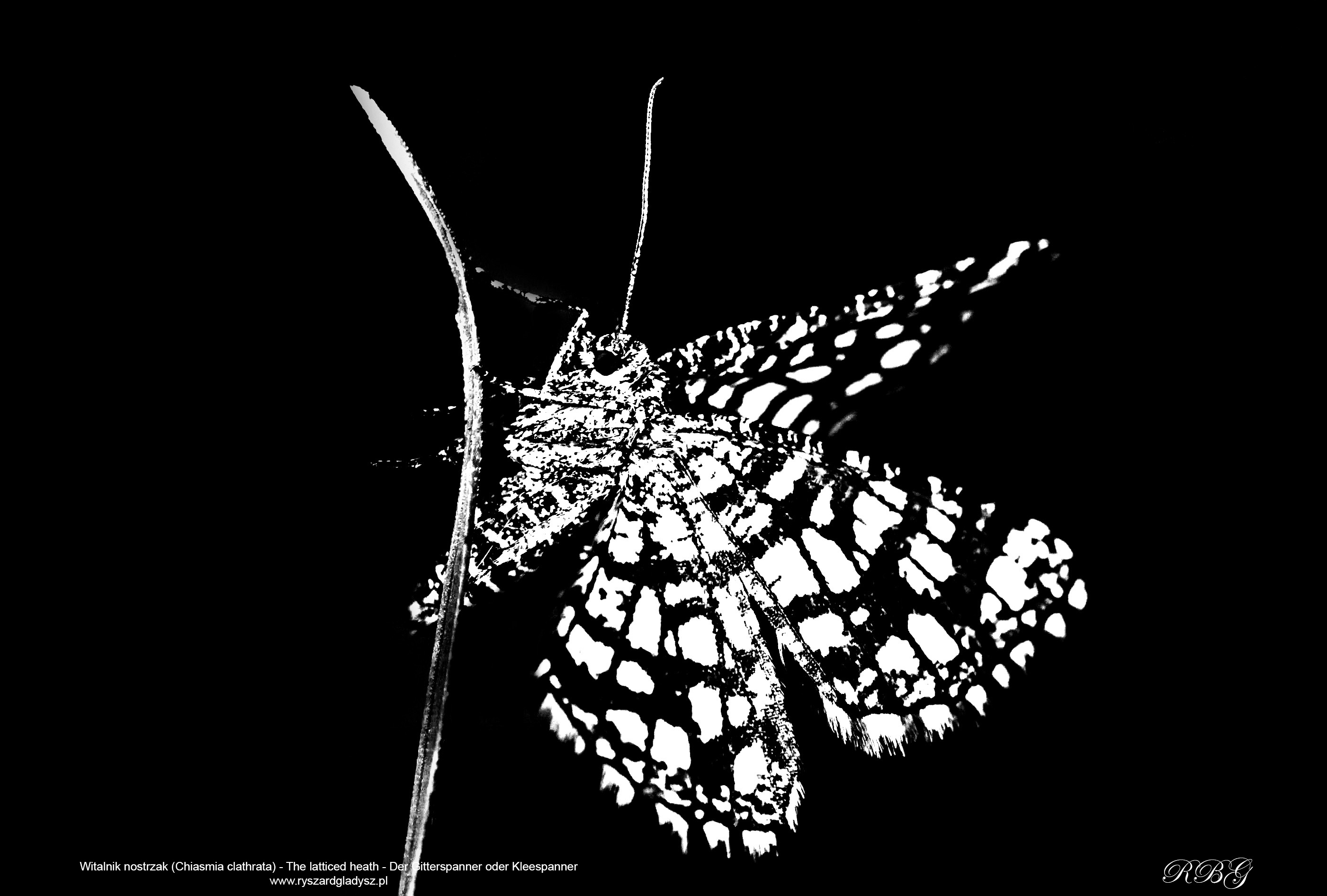Witalnik nostrzak, Chiasmia clathrata, The latticed heath, Der Gitterspanner oder Kleespanner