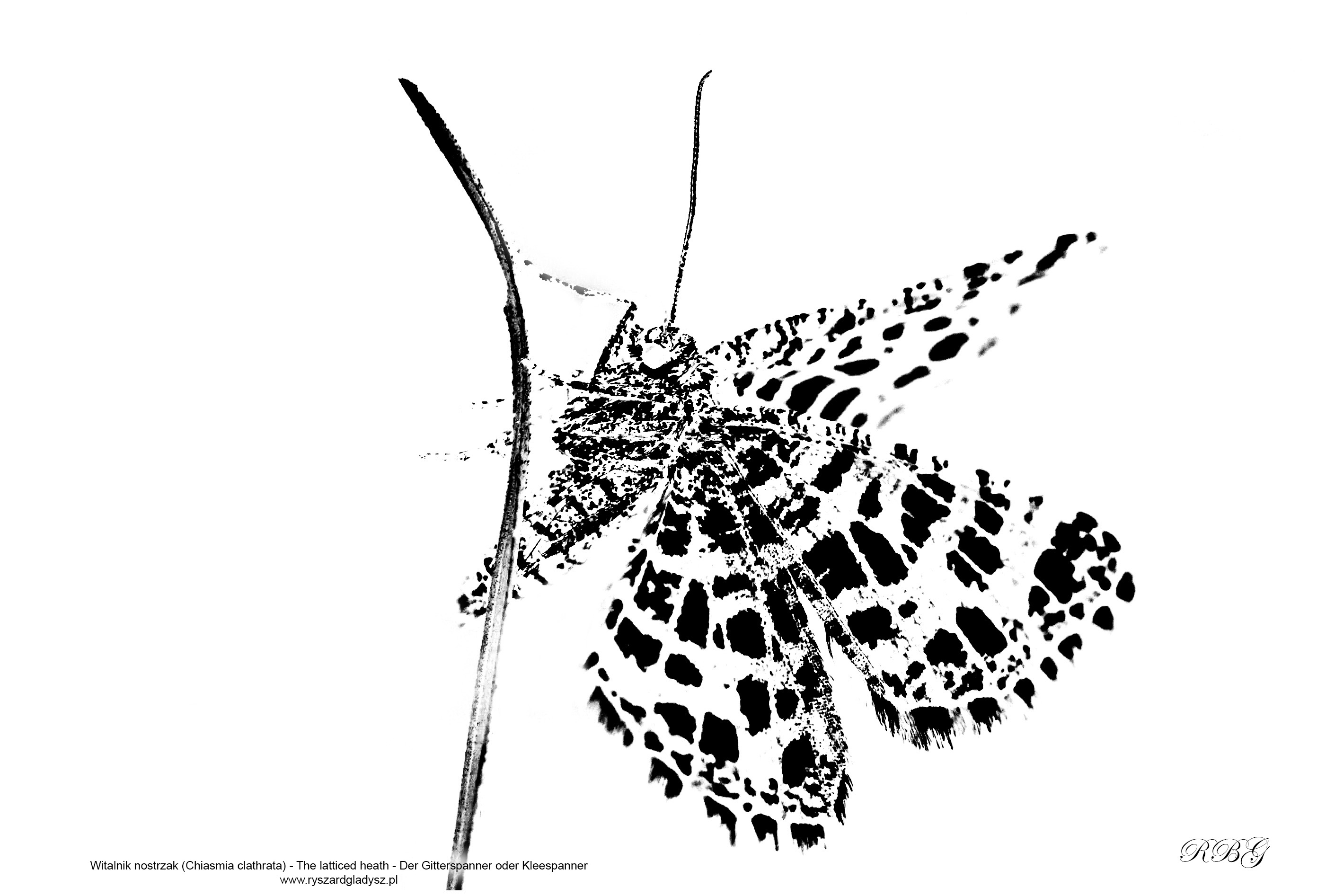 Witalnik nostrzak, Chiasmia clathrata, The latticed heath, Der Gitterspanner oder Kleespanner