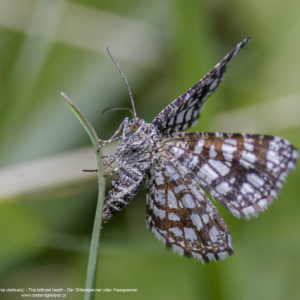 Witalnik nostrzak, Chiasmia clathrata, The latticed heath, Der Gitterspanner oder Kleespanner