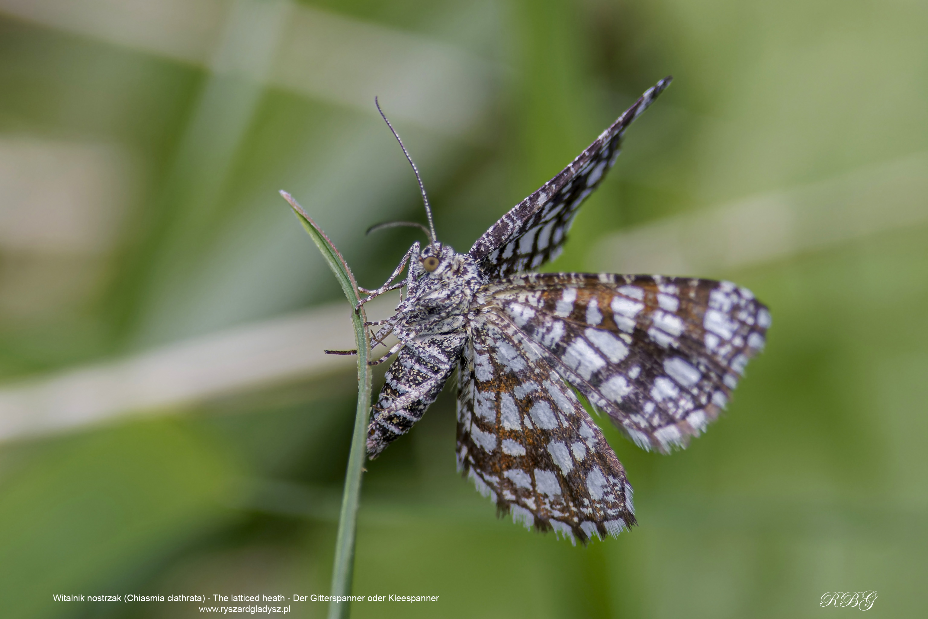 Witalnik nostrzak, Chiasmia clathrata, The latticed heath, Der Gitterspanner oder Kleespanner