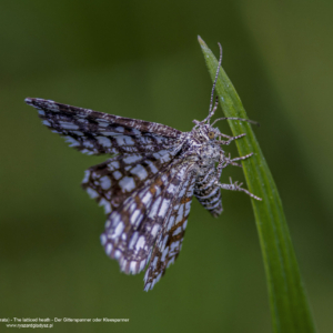 Witalnik nostrzak, Chiasmia clathrata, The latticed heath, Der Gitterspanner oder Kleespanner