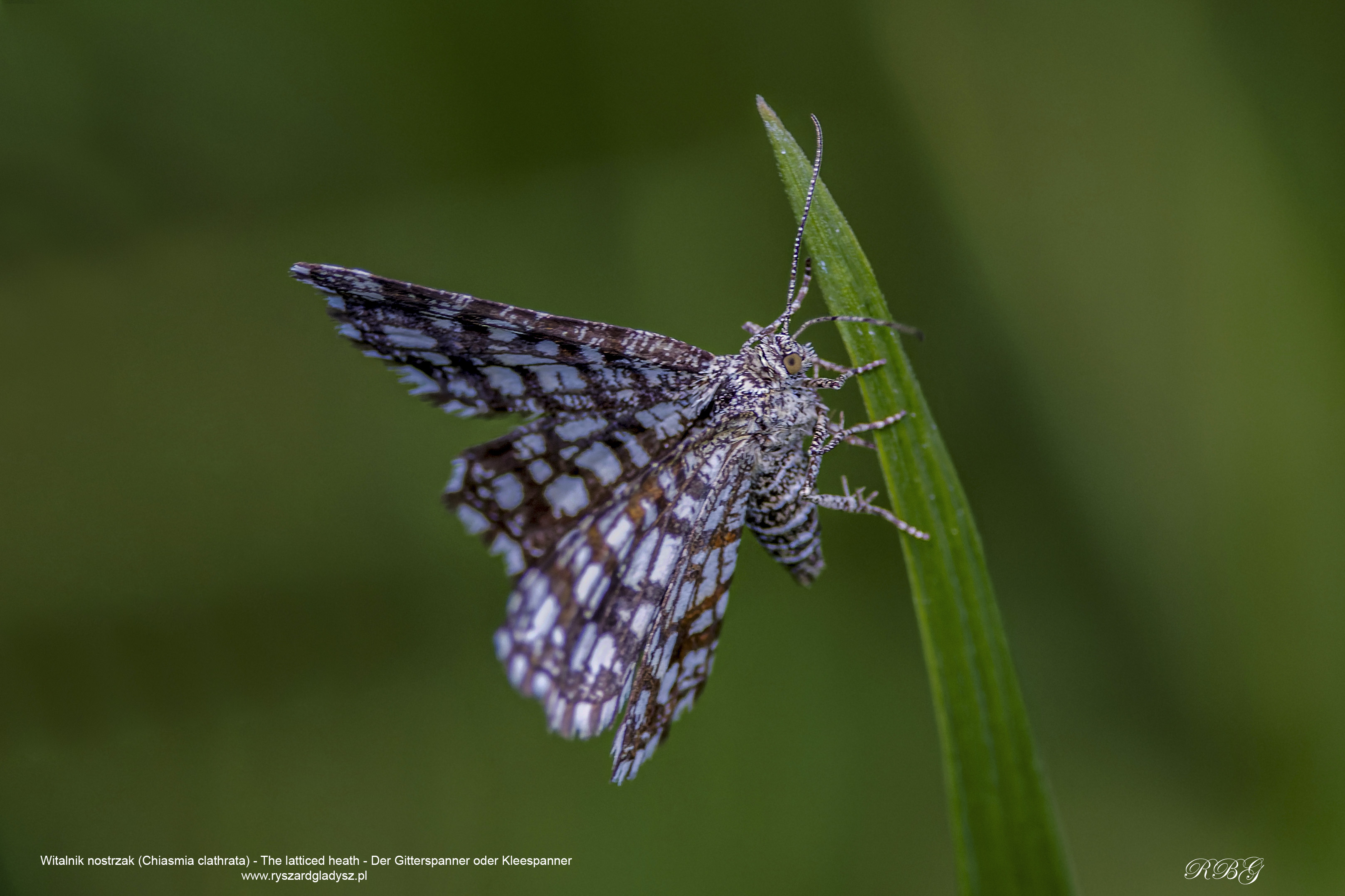 Witalnik nostrzak, Chiasmia clathrata, The latticed heath, Der Gitterspanner oder Kleespanner