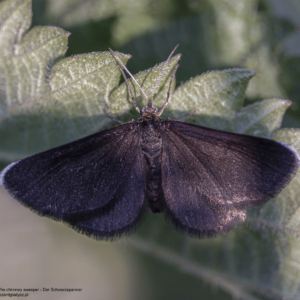 Biesek murzynek, Odezia atrata, The chimney sweeper, Der Schwarzspanner