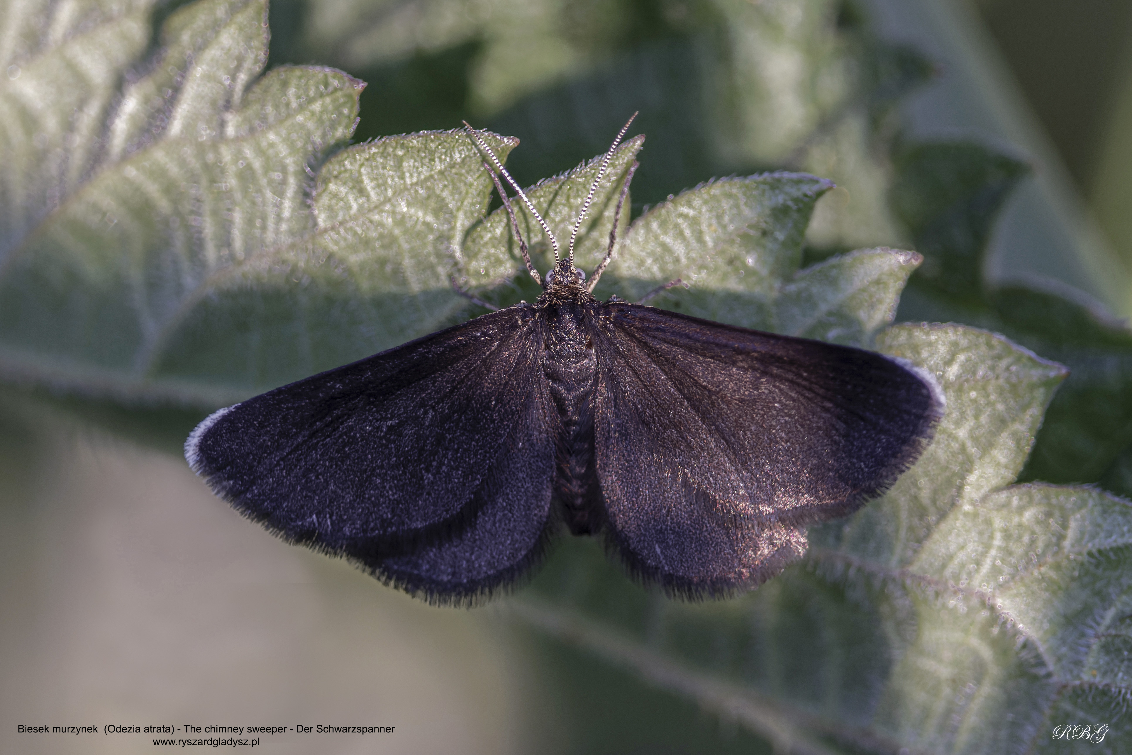 Biesek murzynek, Odezia atrata, The chimney sweeper, Der Schwarzspanner