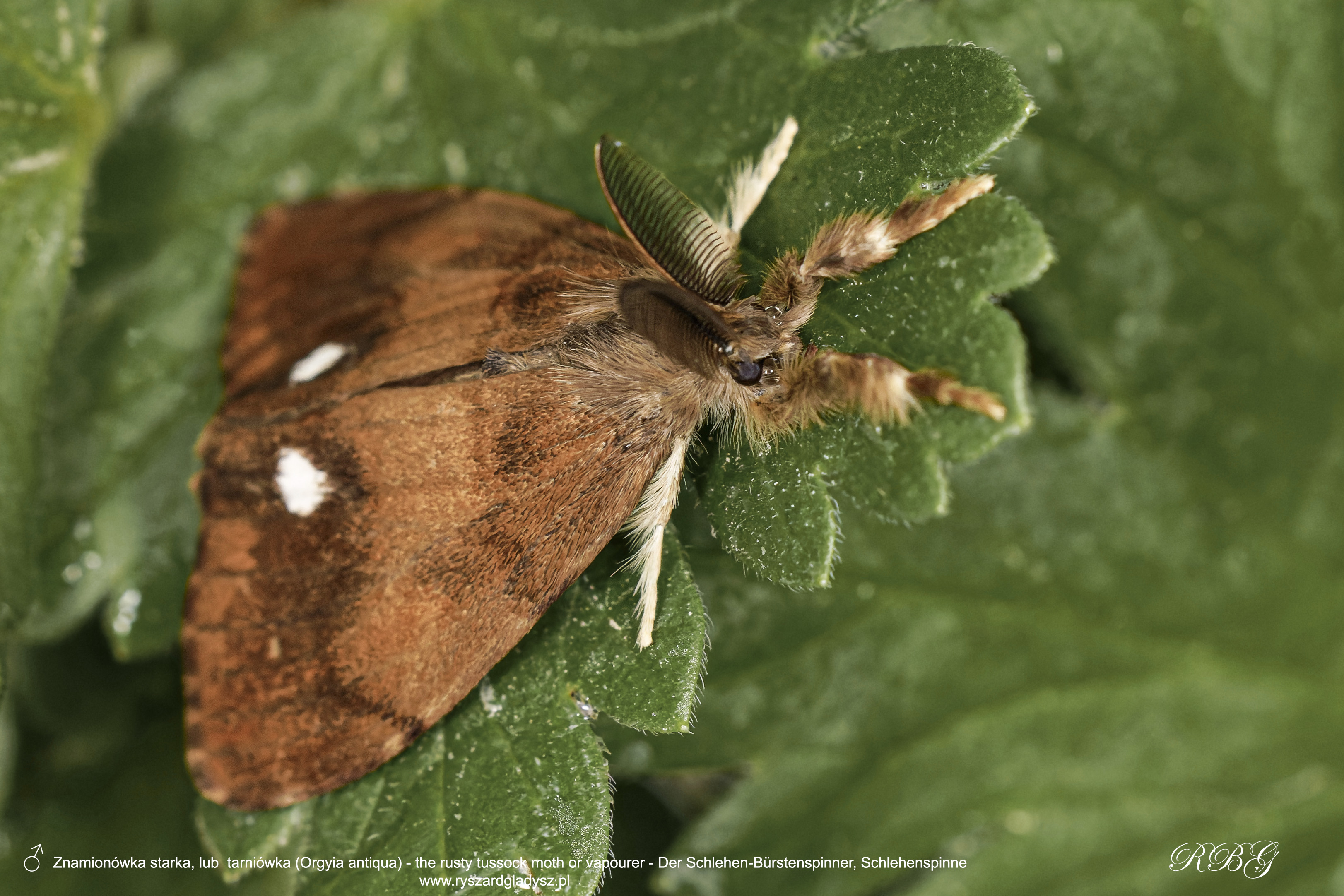 Znamionówka starka, lub  tarniówka, Orgyia antiqua, the rusty tussock moth or vapourer, Der Schlehen-Bürstenspinner oder Schlehenspinne