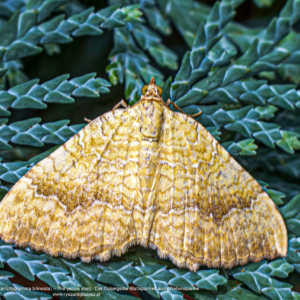 Paśnik goździeniak, Camptogramma bilineata, The yellow shell, Der Ockergelbe Blattspanner auch Wellenspanne