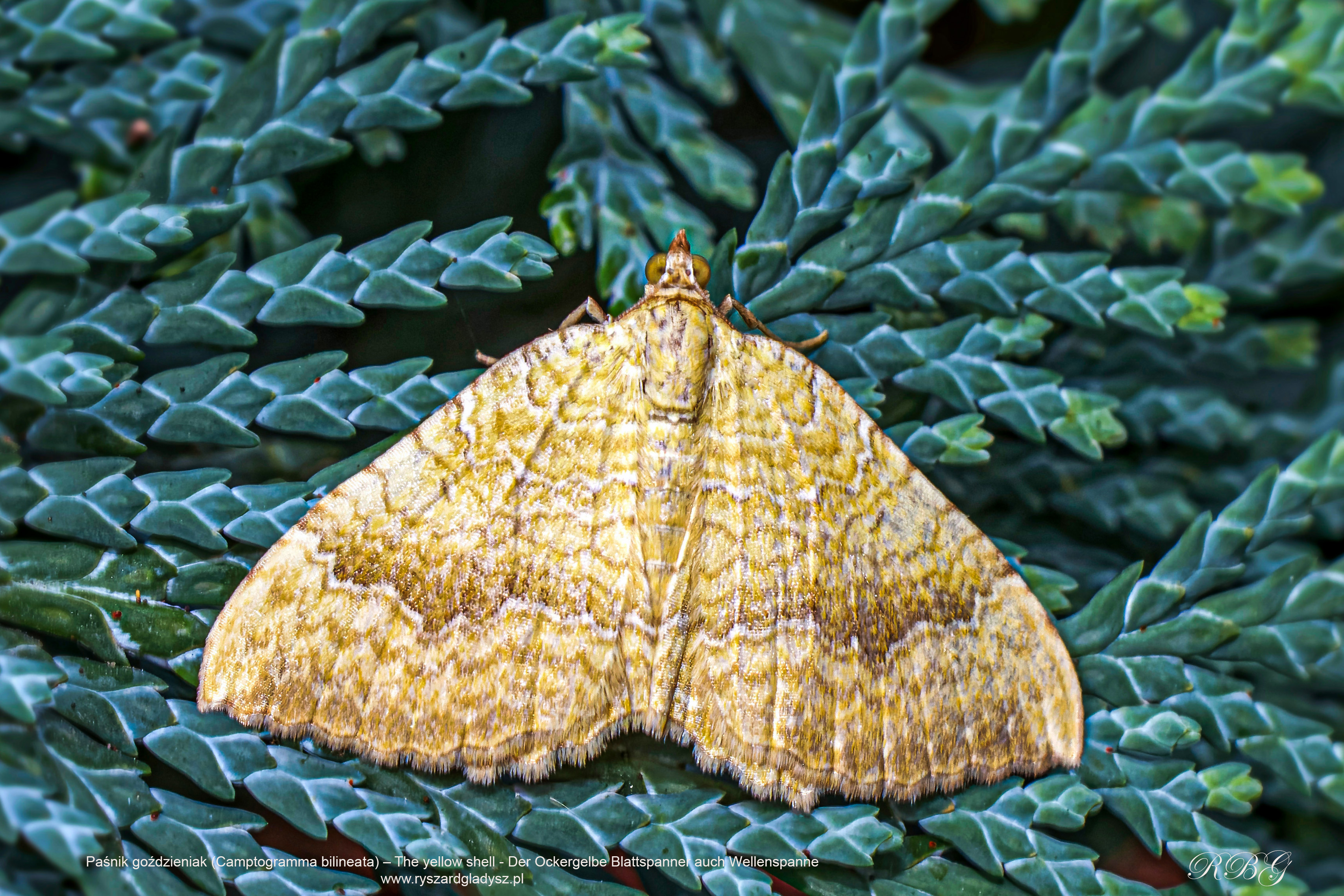 Paśnik goździeniak, Camptogramma bilineata, The yellow shell, Der Ockergelbe Blattspanner auch Wellenspanne