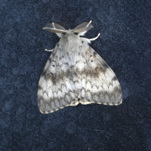 Brudnica nieparka, Lymantria dispar, The gypsy moth or The spongy moth, Der Schwammspinner