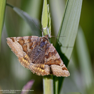 Wygłoba koniczynówka, Euclidia glyphica, Burnet companion, Die Braune Tageule