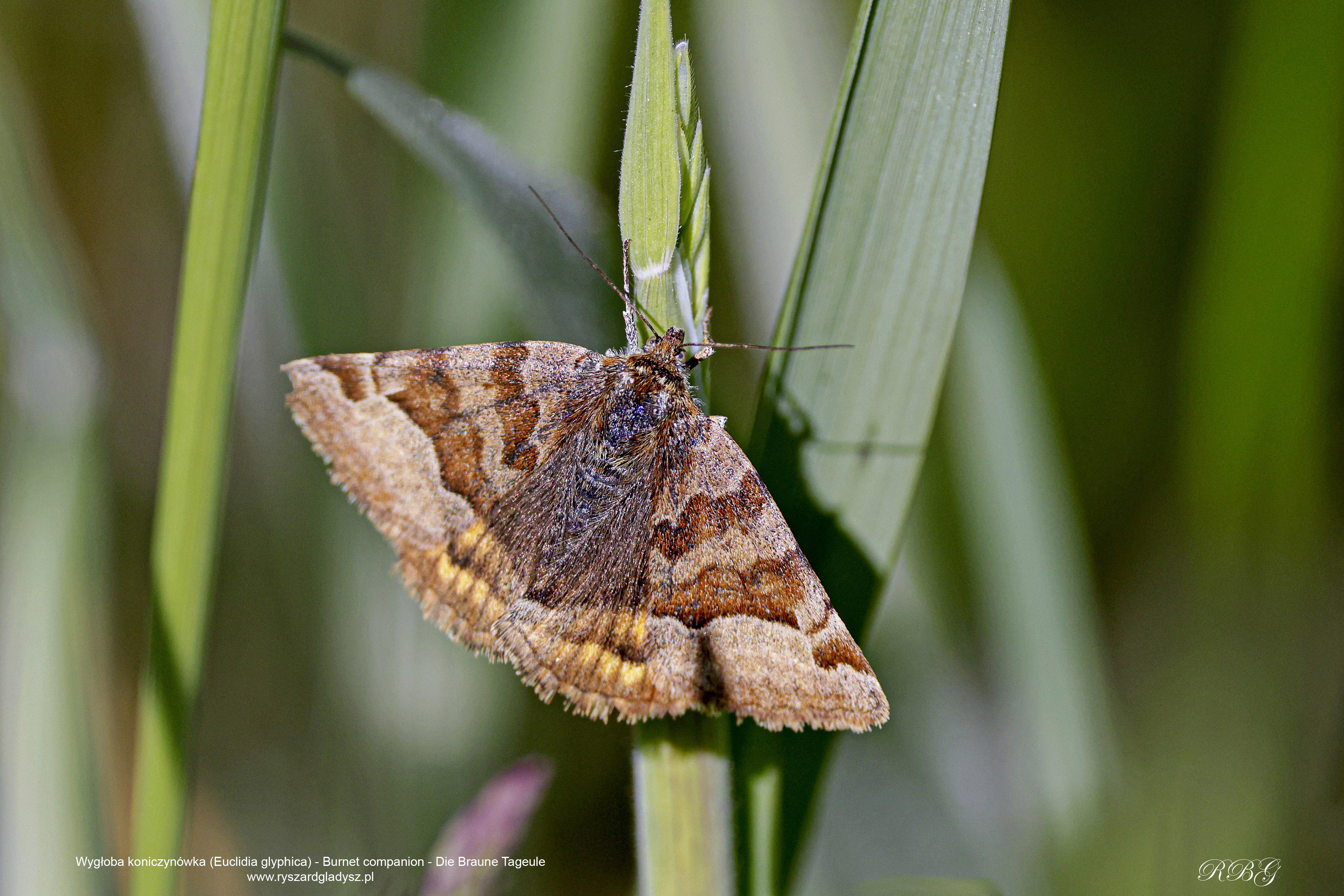 Wygłoba koniczynówka, Euclidia glyphica, Burnet companion, Die Braune Tageule